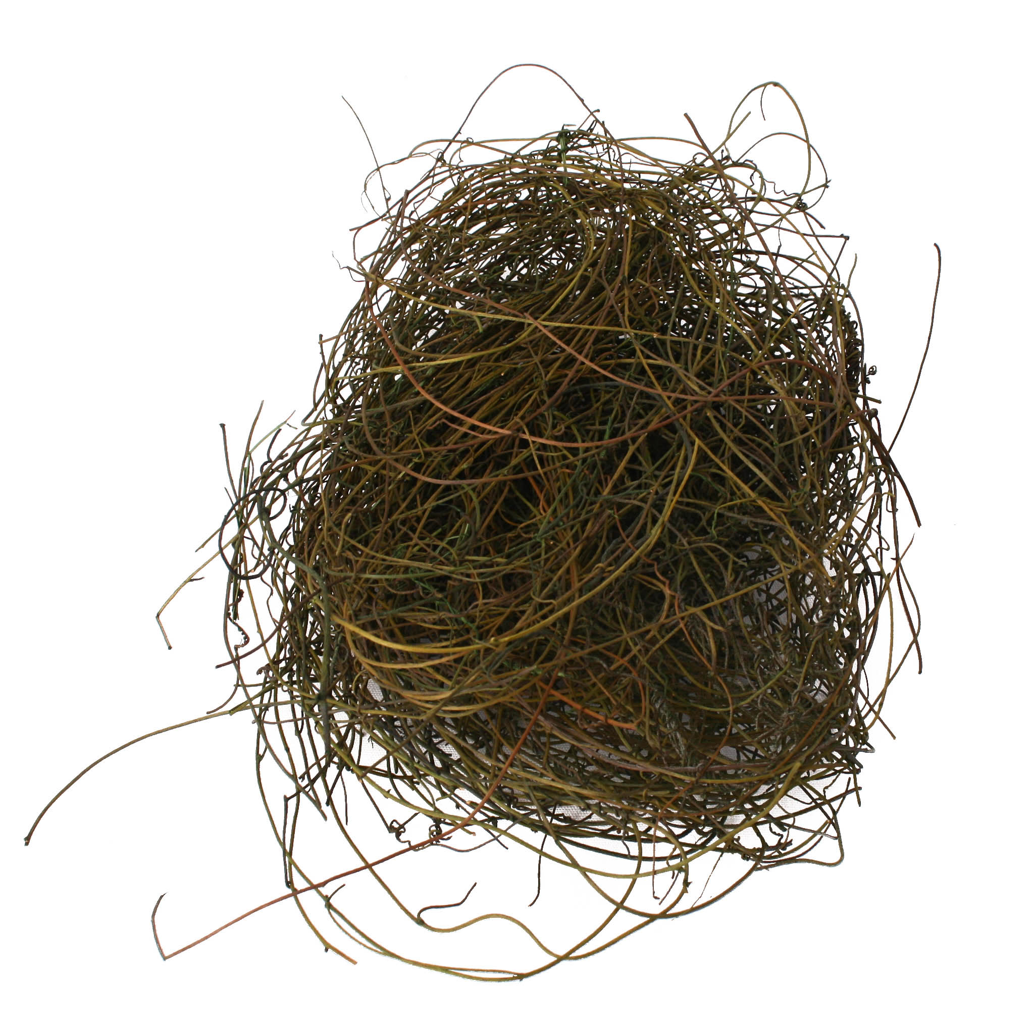 Dodder Preserved Moos Green 250g