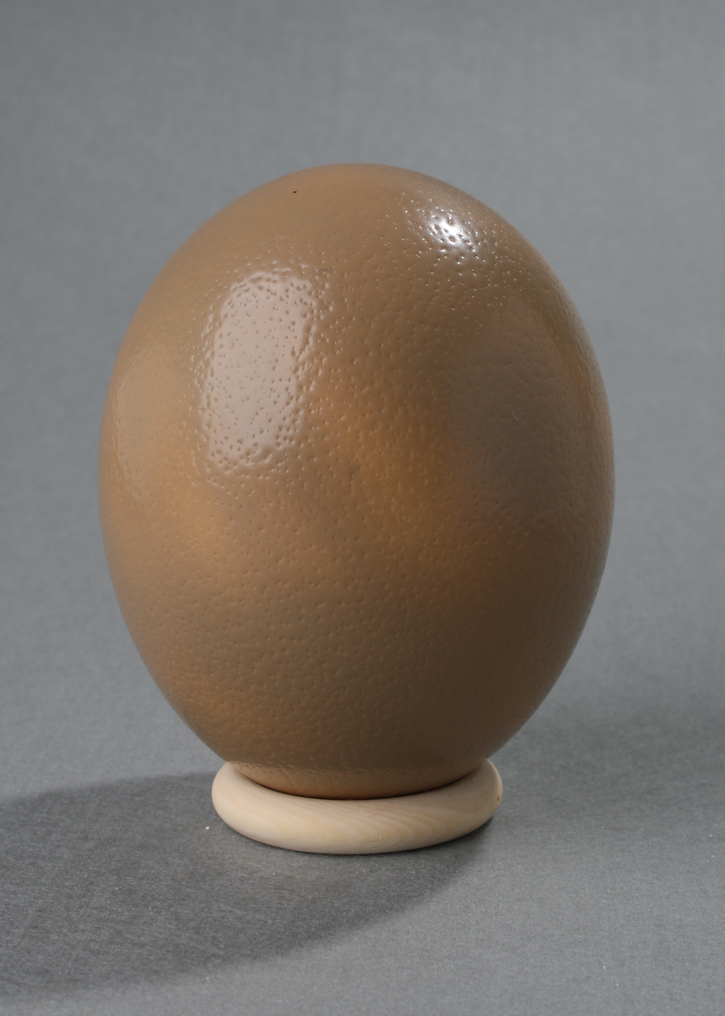 Ostrich Egg mit Holzständer beige