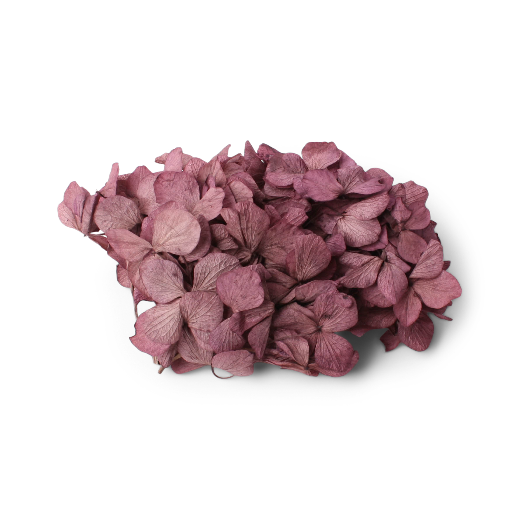 Hydrangea Loose Purple Orchid 45g
