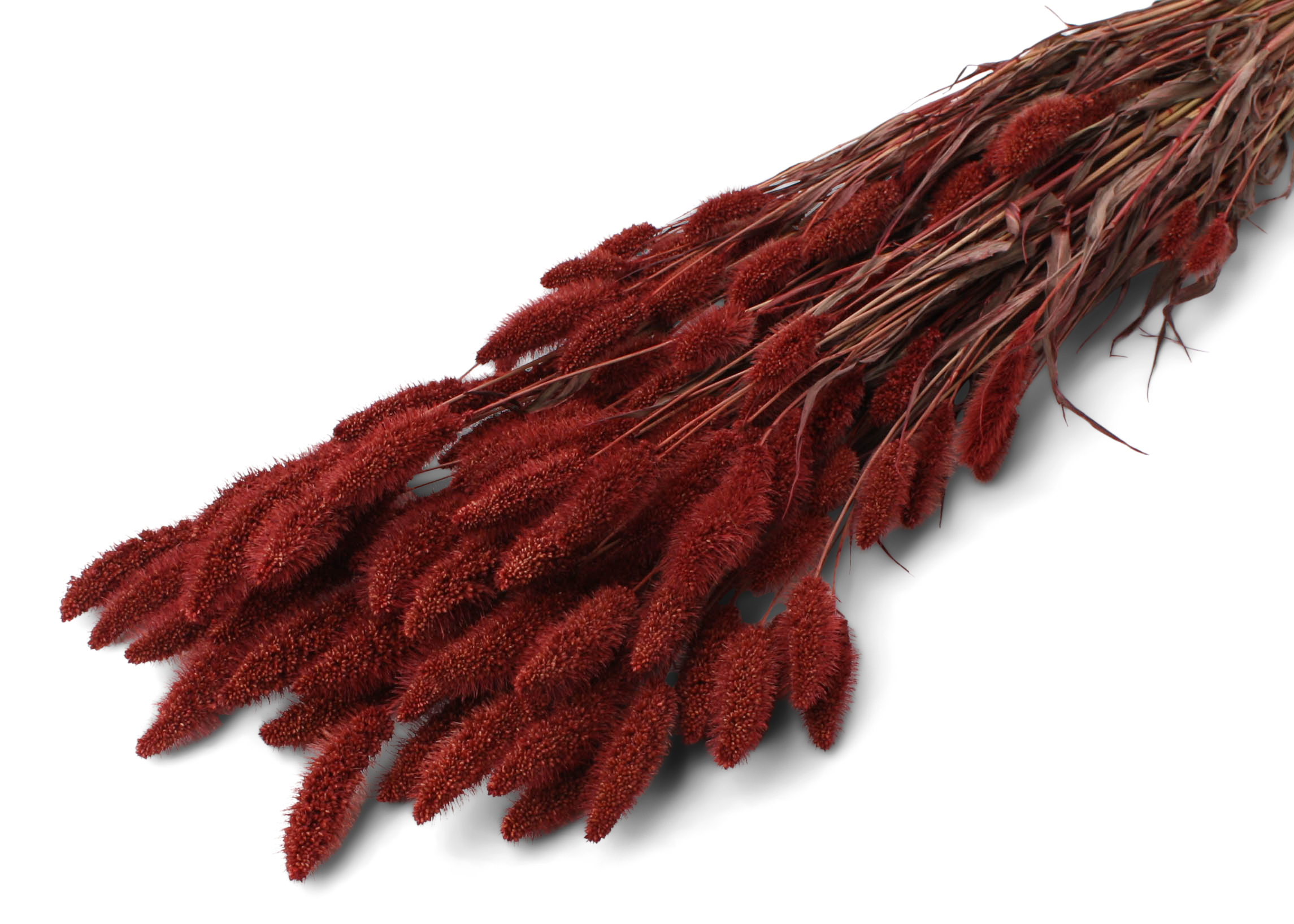 Setaria Bordeaux 50-60cm 100g