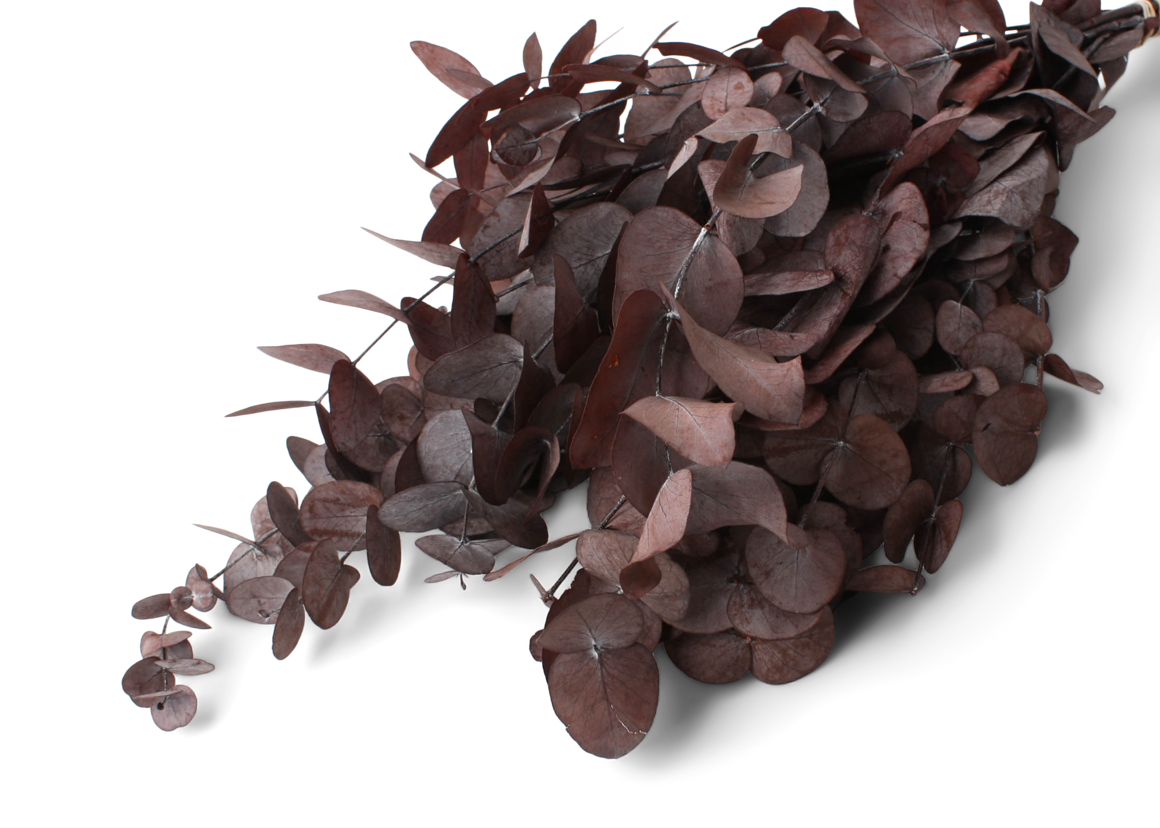 Eucalyptus Spiral Red 75g preserved