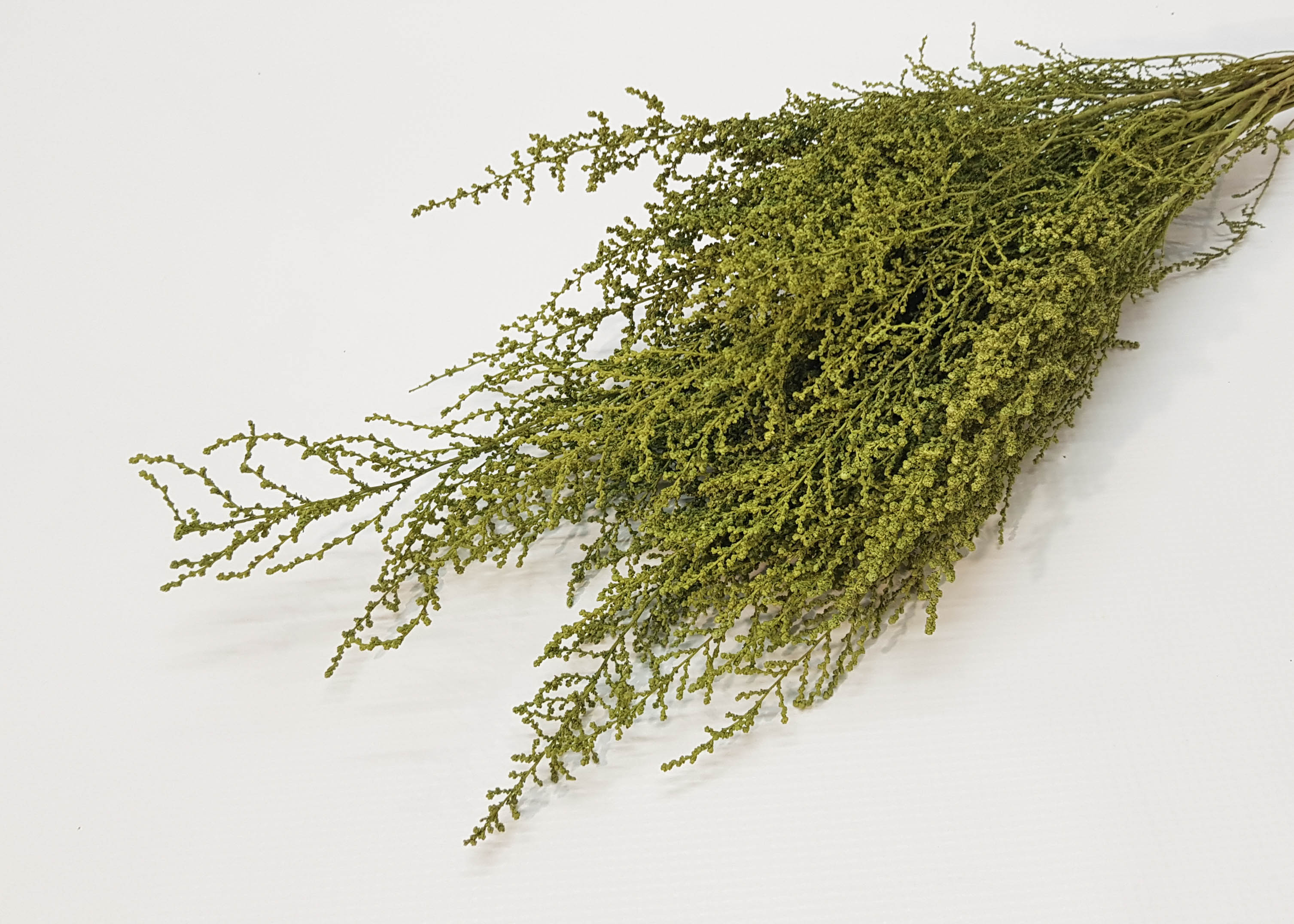 Stoebe olive 45-50cm 75g