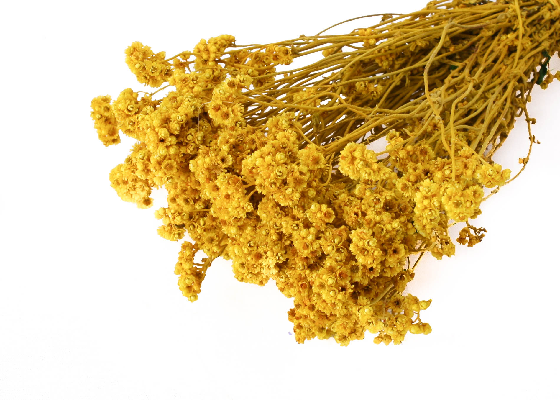 Crispum Yellow 25-30cm 75g