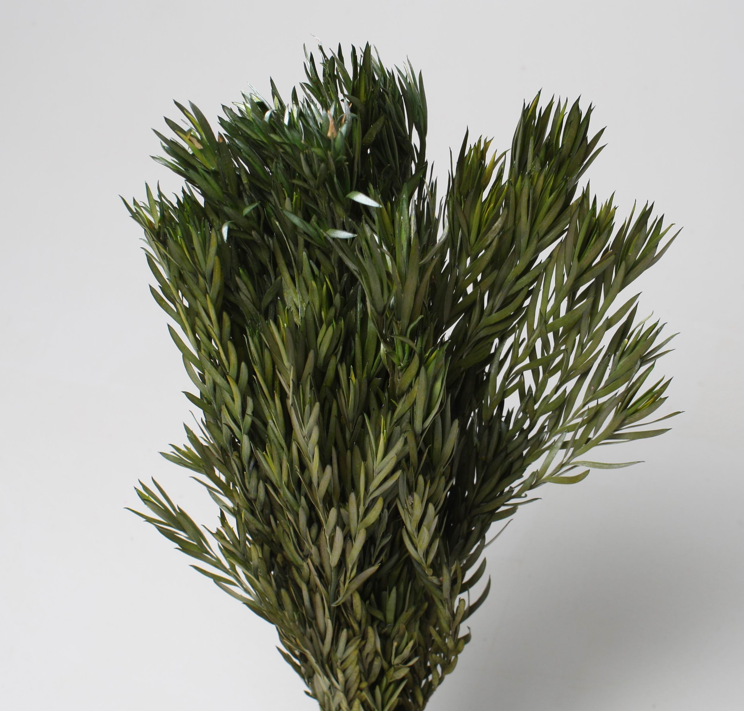Salignum Male Green 125g