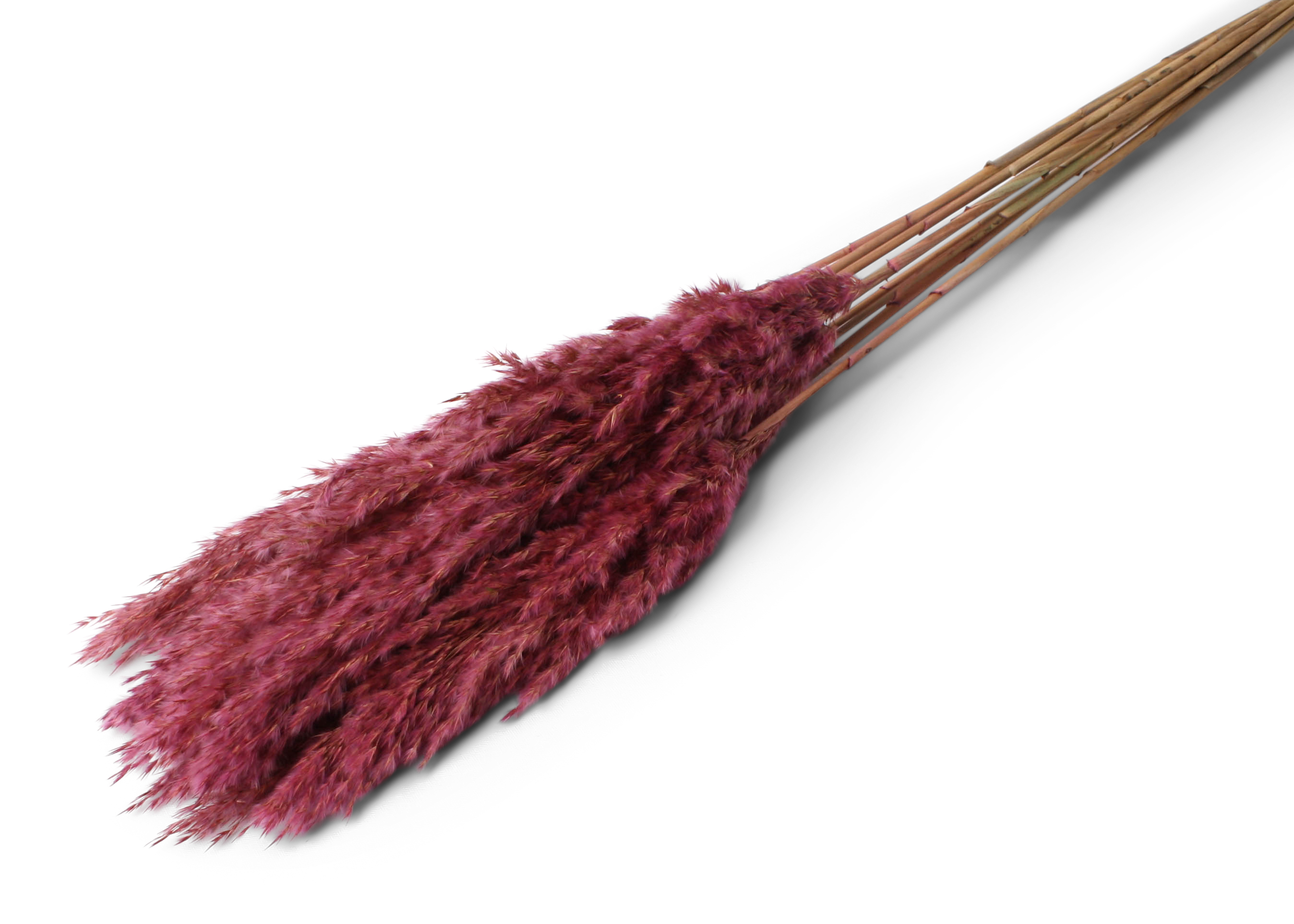 Plume Reed 20-35cm HD erika 100cm 100g