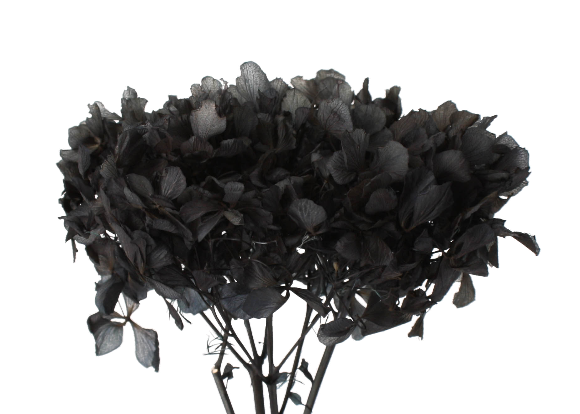 Hydrangea Pastel Black (15cm Hd) 20-25cm Stem