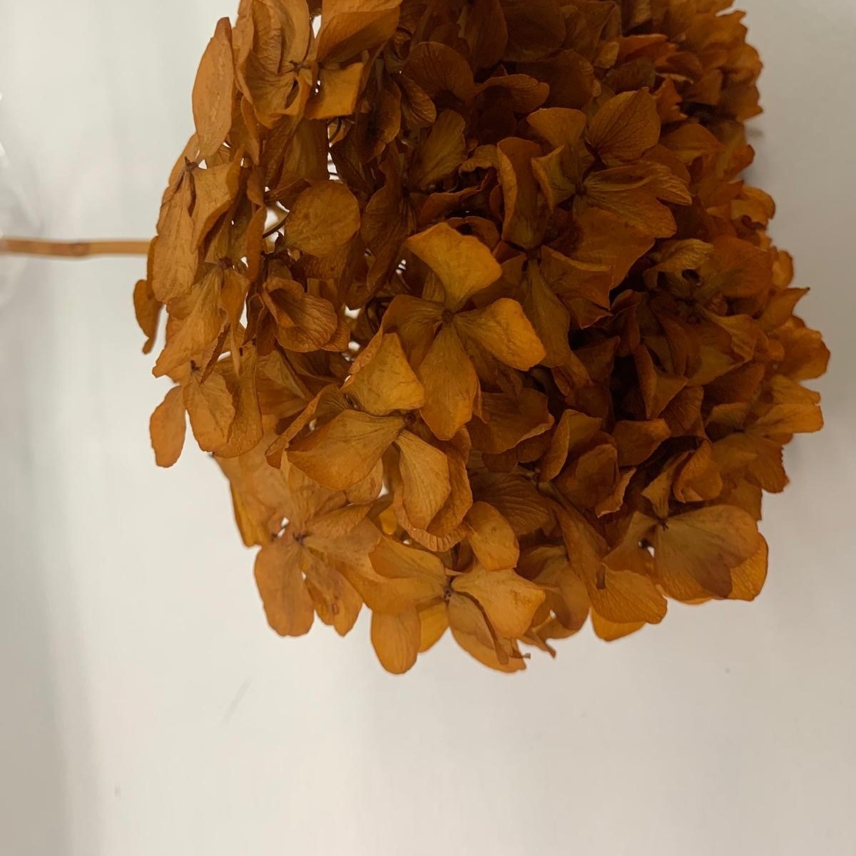 Hydrangea Autumn(15cm Hd) 20-25cm Stem