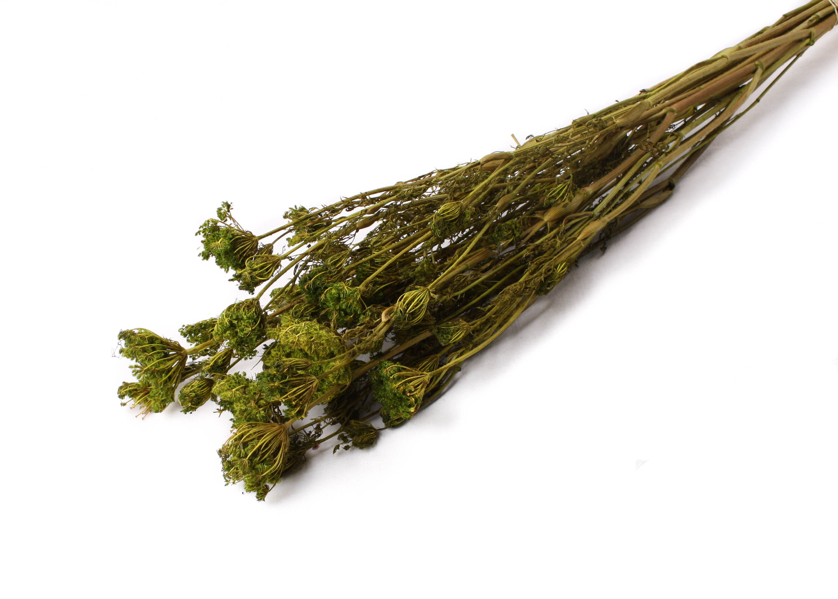 Apiales Basil 45-75cm 100g