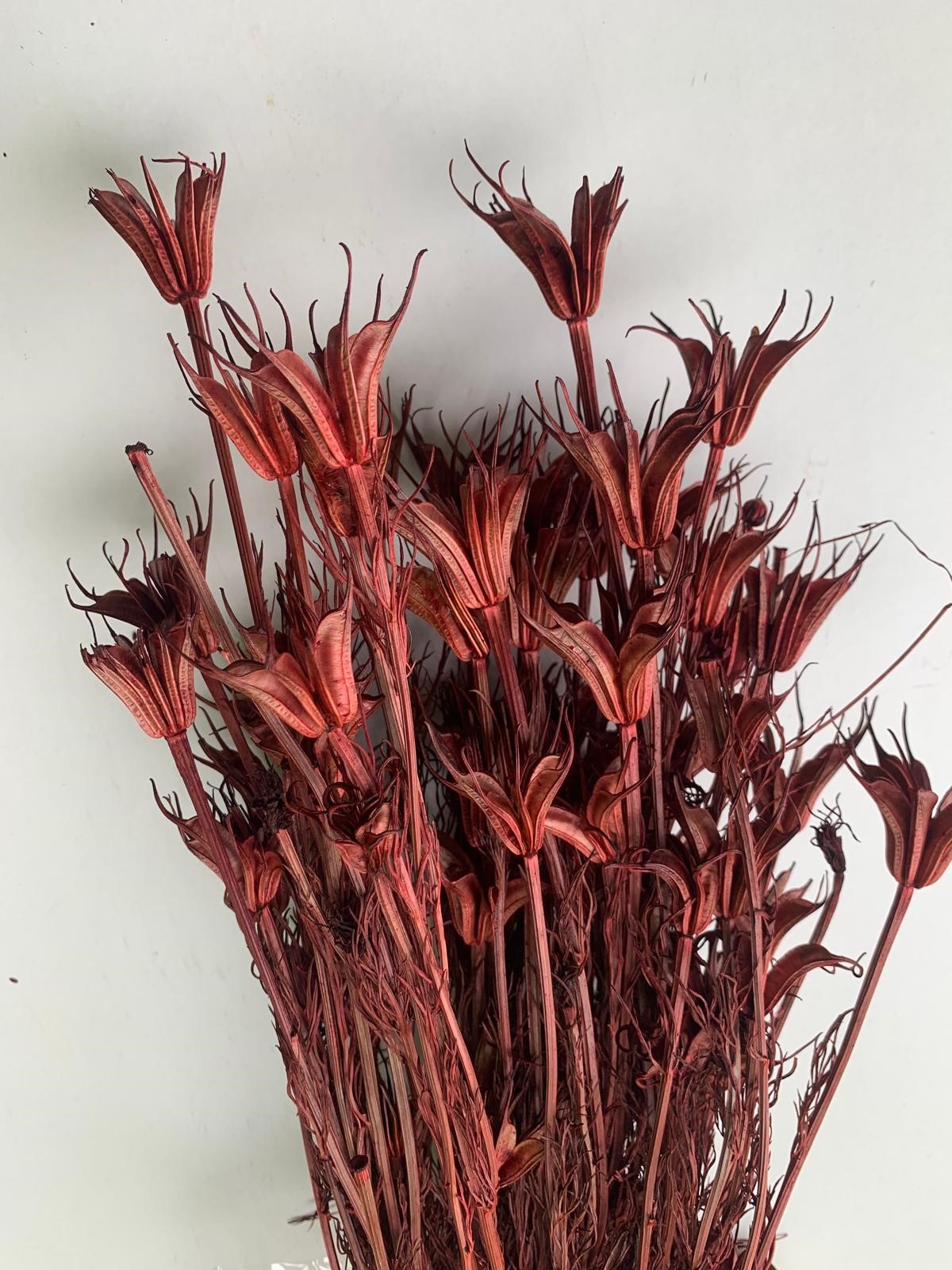 Nigella bordeaux 35-50cm 100g