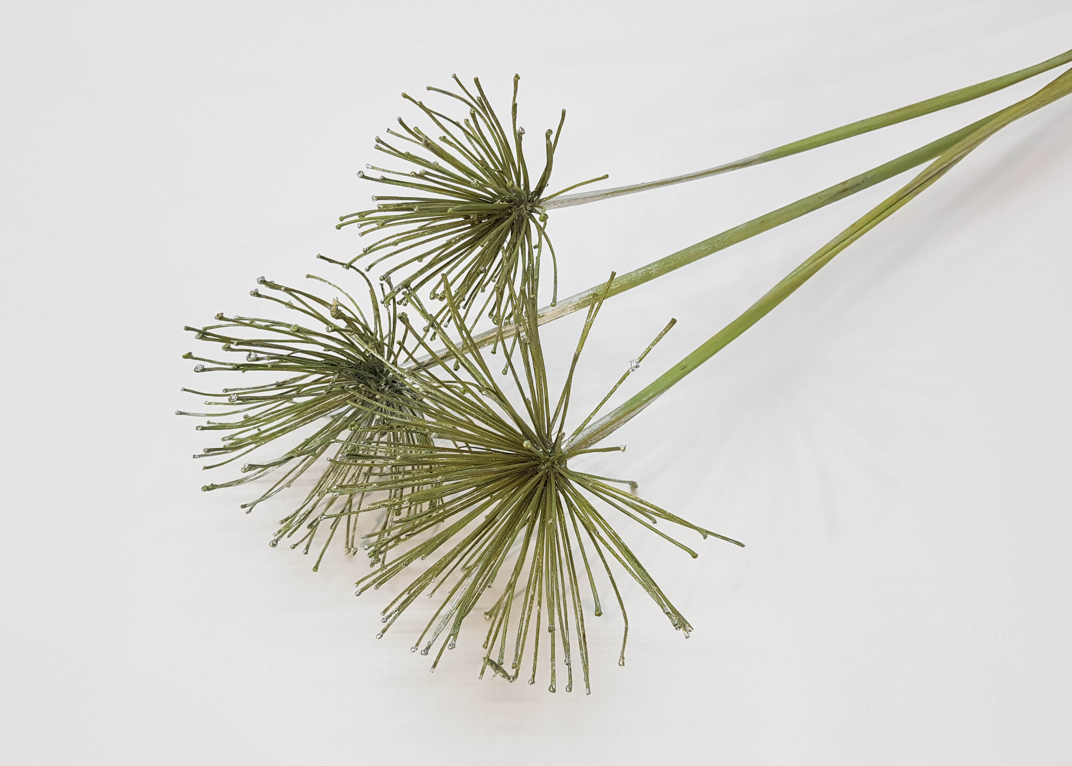 Agapanthus Olive Silver Washed 5STK/Bund 50-75 cm