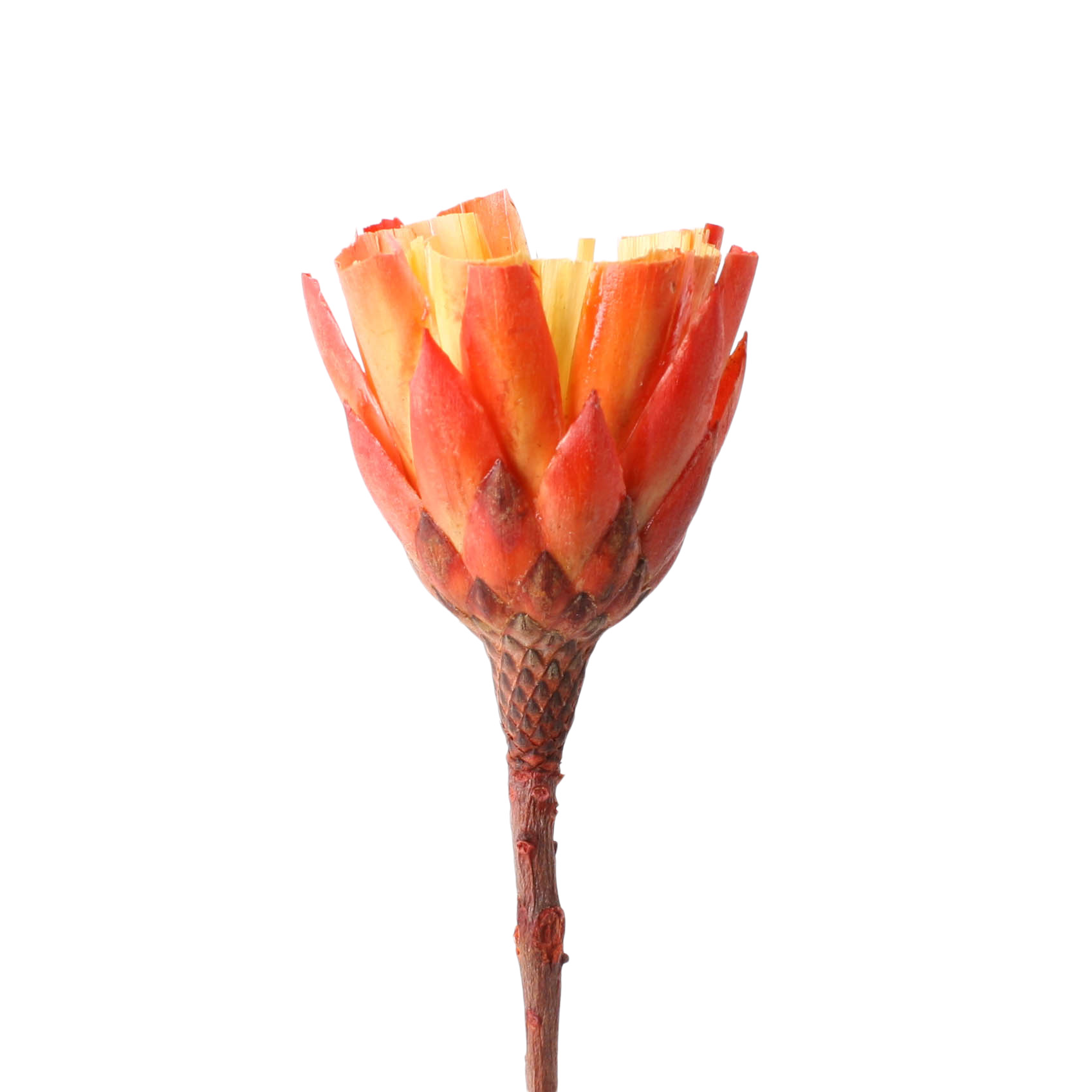 Tray Repens cup red 100 Stk
