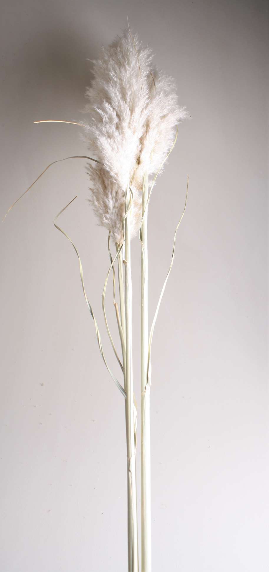 Spanisch Plumes super bleached 120 cm 3 Stk