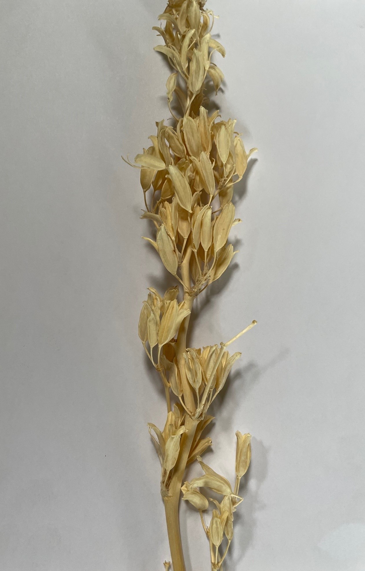 Tray Aristea Macrocarpa 50 Stk