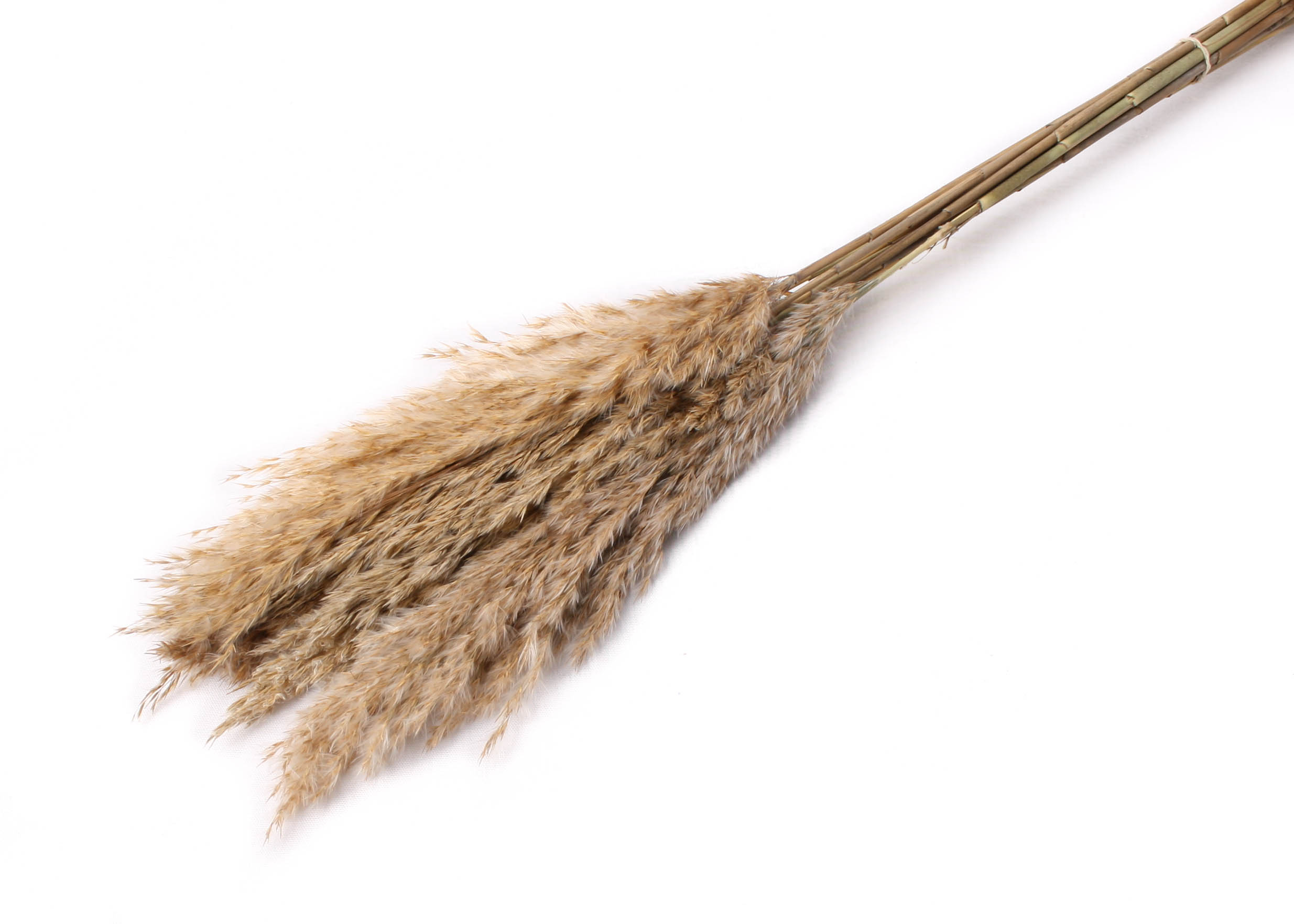 Plume Reed 20-35cm HD natur 100cm 100g