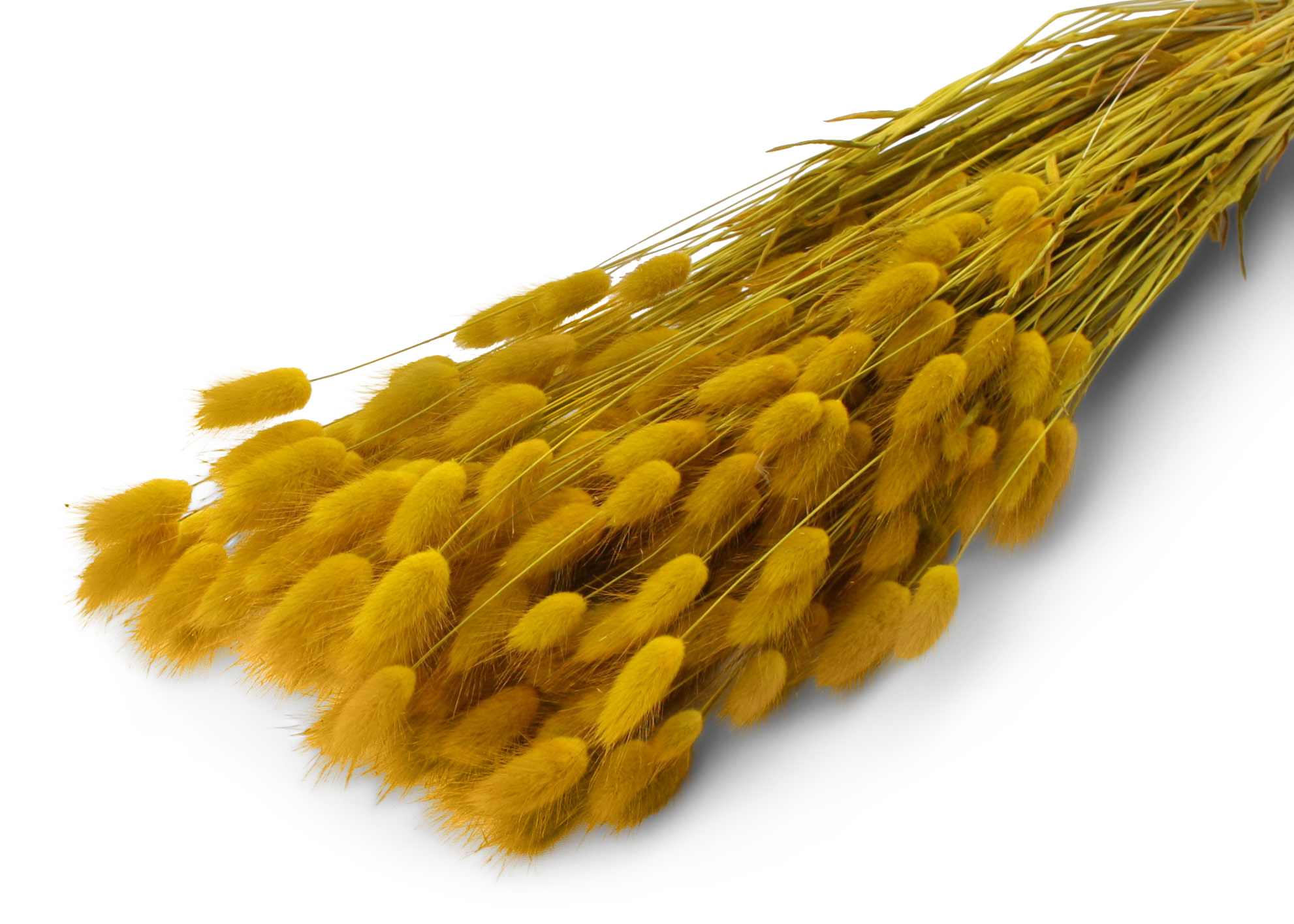 Lagurus Ovatum Yellow 55-60cm 100g