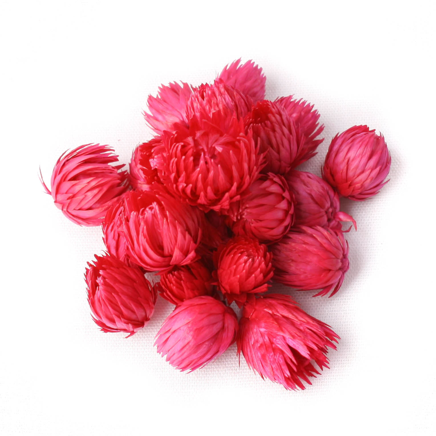 Capblumen Medium 30cm Pastel Azalea 50g