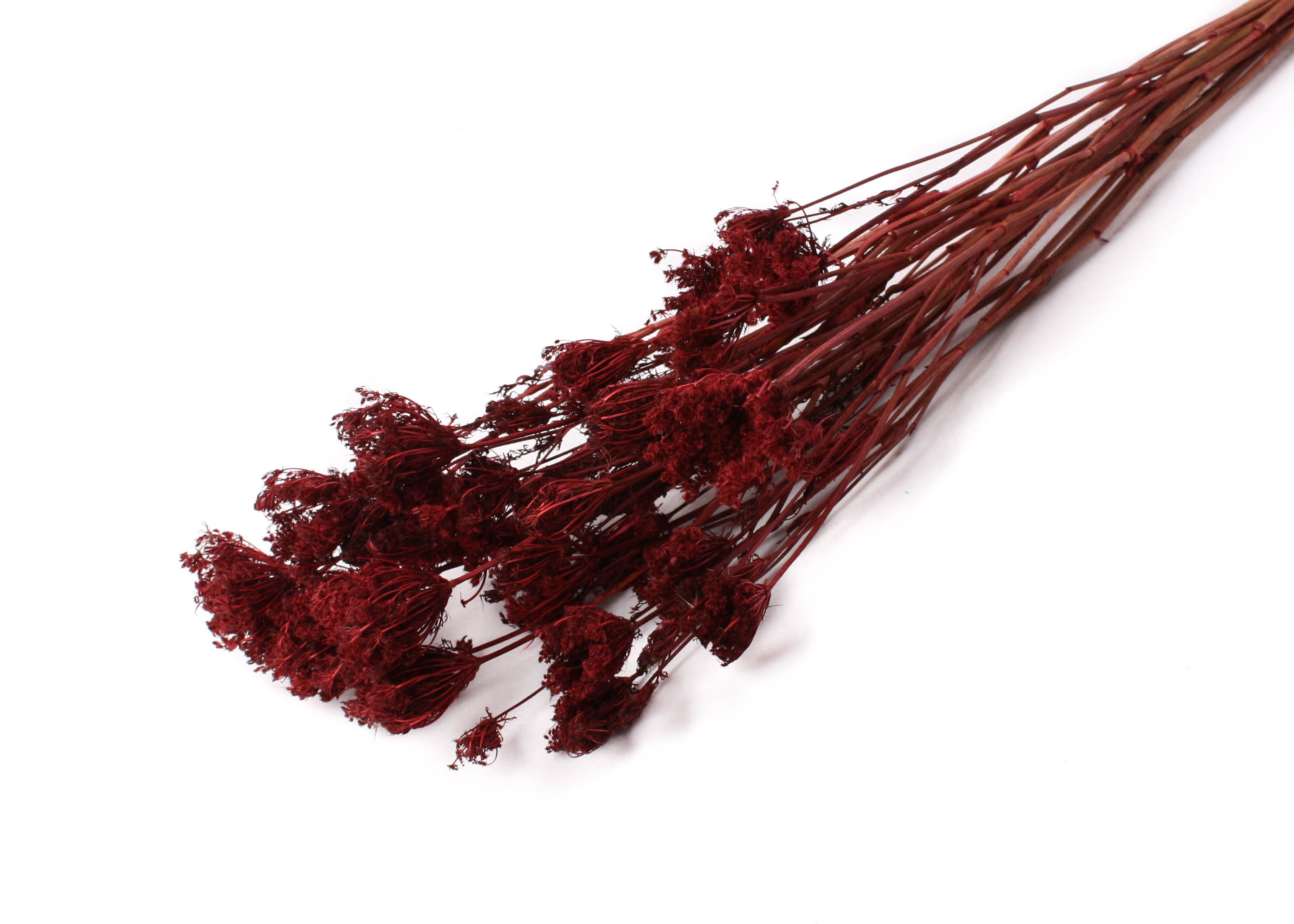 Apiales Large bordeaux 45-75cm 100g