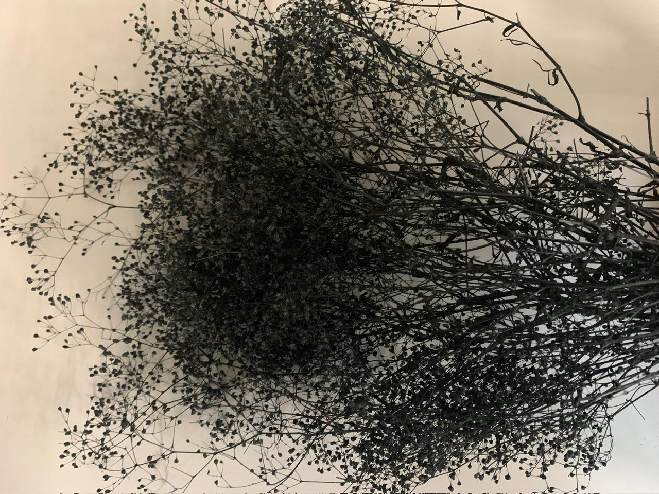 Gipsophila 50g schwarz