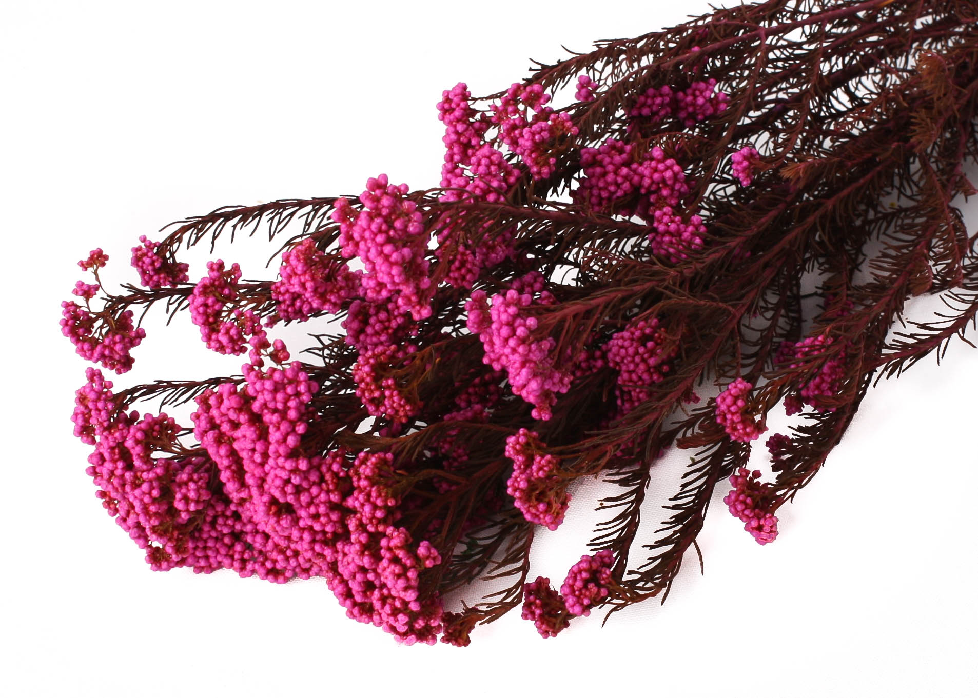 Rice Flower pink 125g preserved