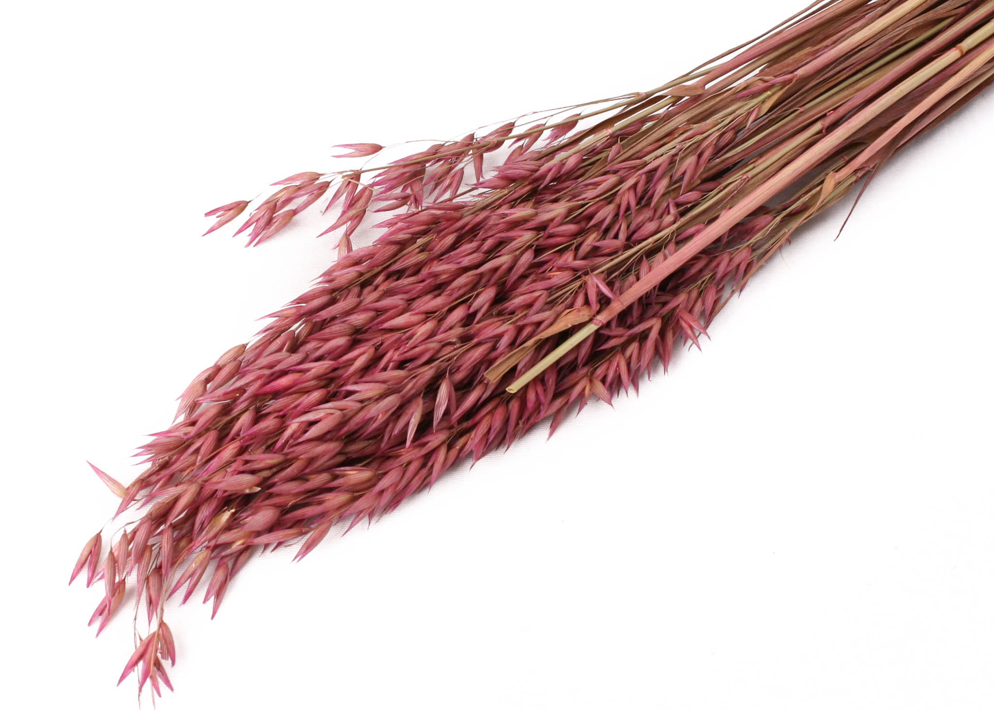 Oats Erika 75CM - 200GR