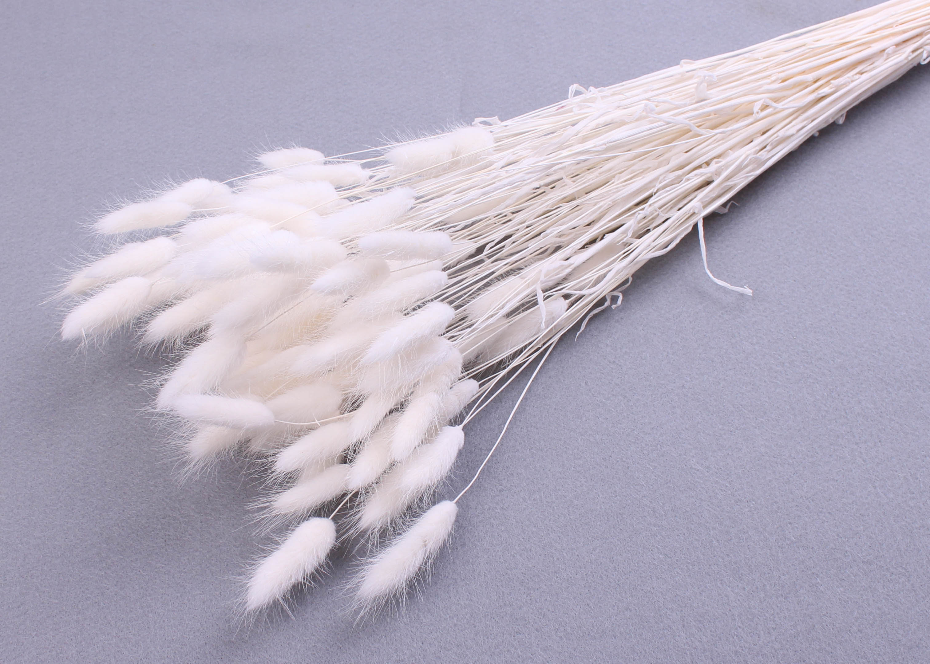 Lagurus Ovatum Bleached 55-60cm 75g
