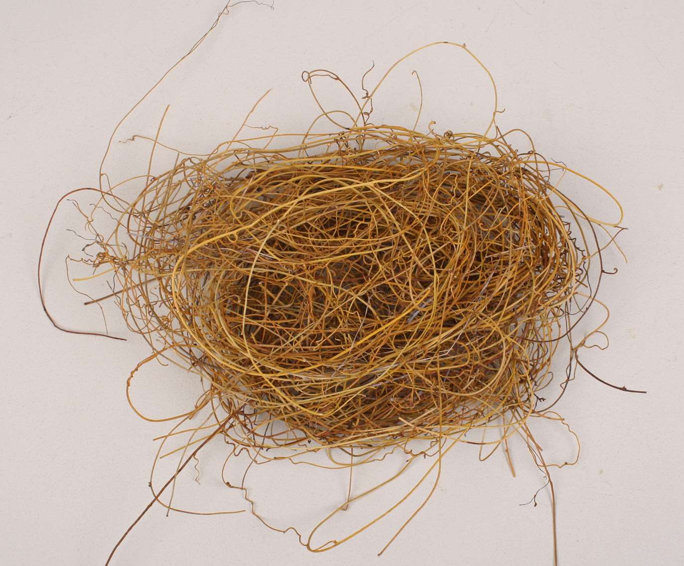 Dodder Preserved 250g