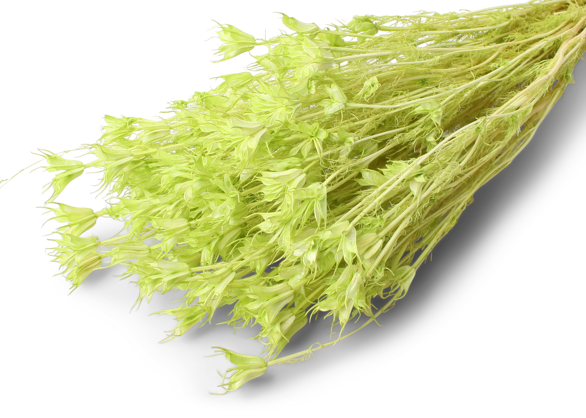 Nigella Pastel Apple green 50cm 75g