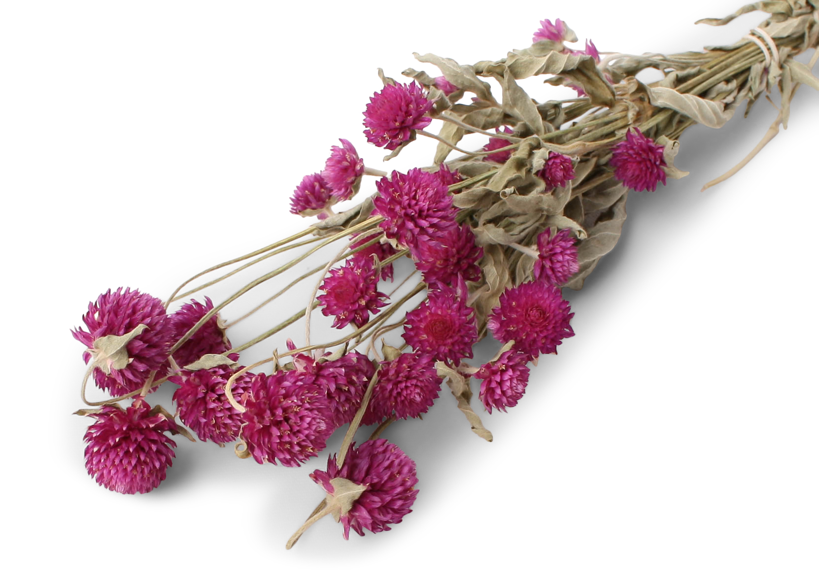 Gomphrena 30-40cm, 75g, purple