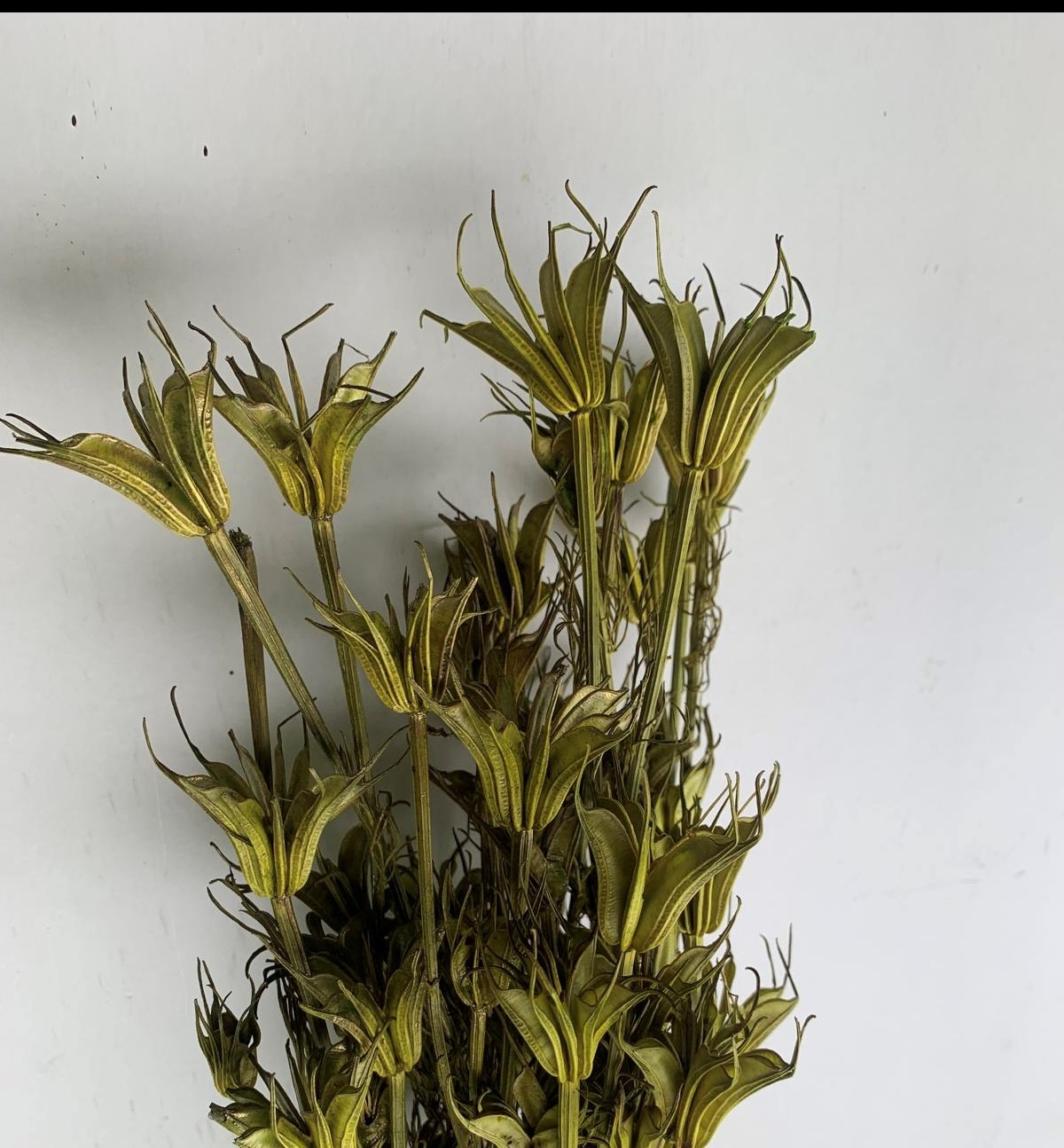 Nigella Basil 35-50cm 100g