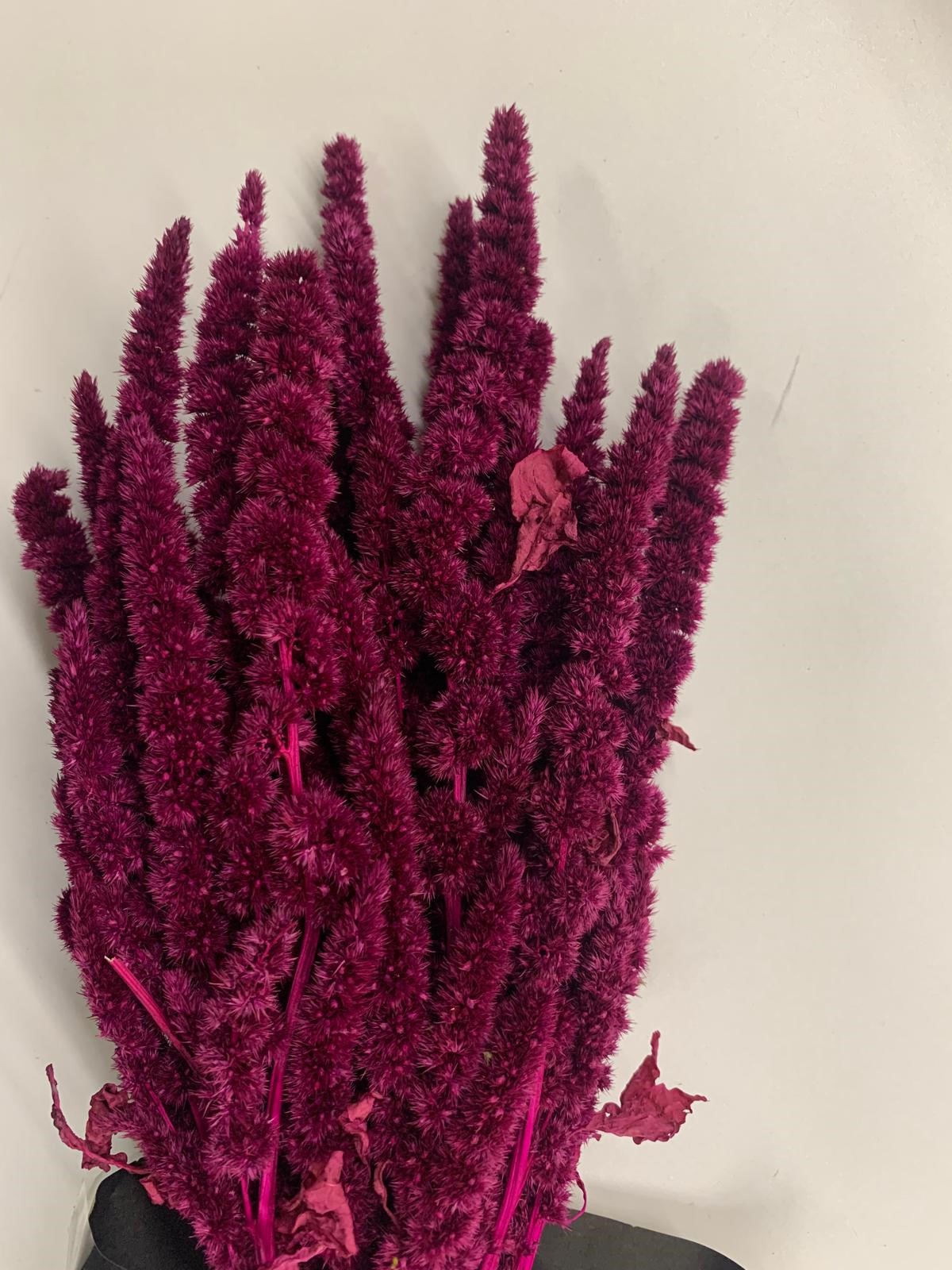 Amaranthus Green Thumb merlot 75 GR
