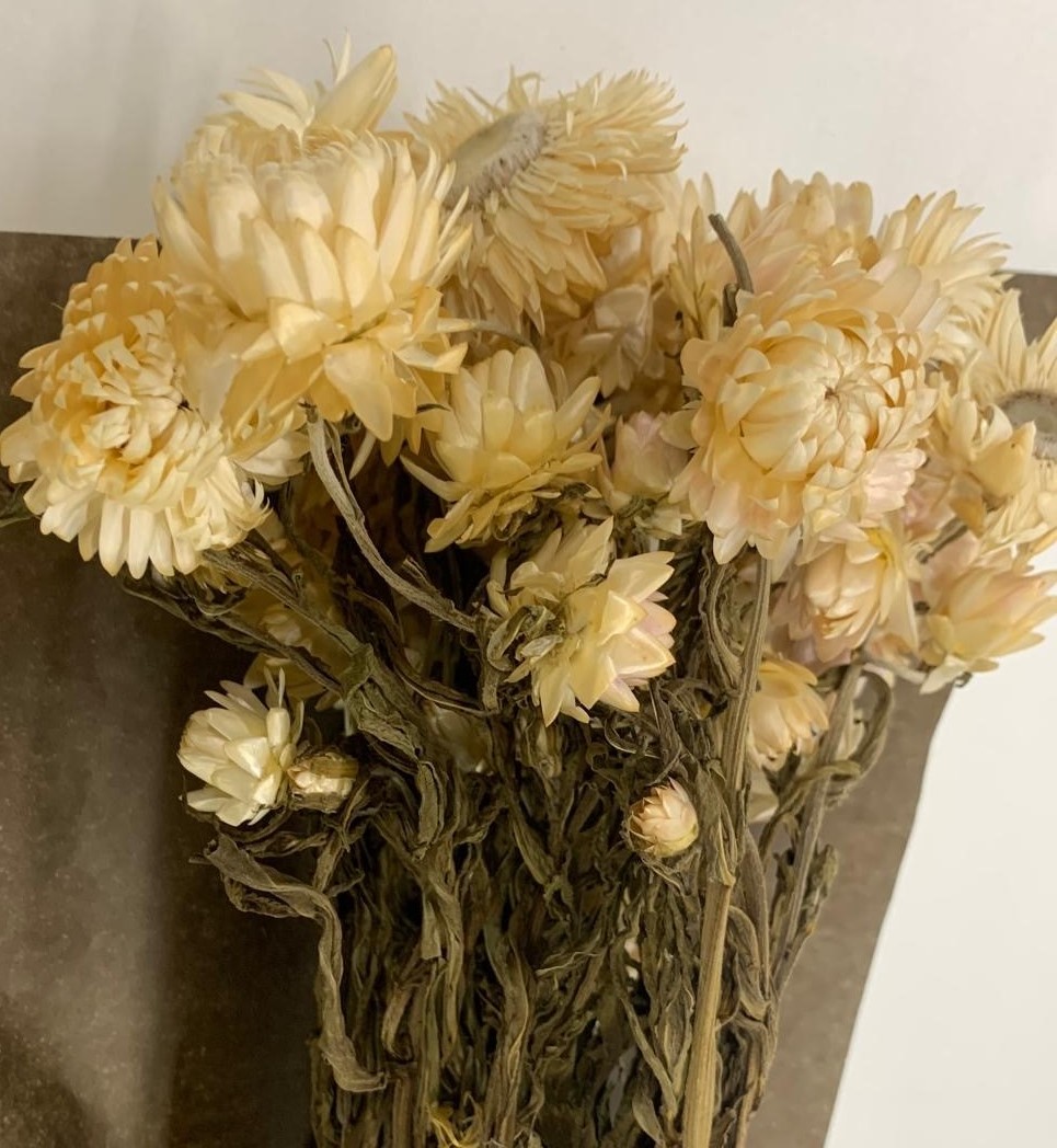 Helichrysum  cream 40-50cm 100g