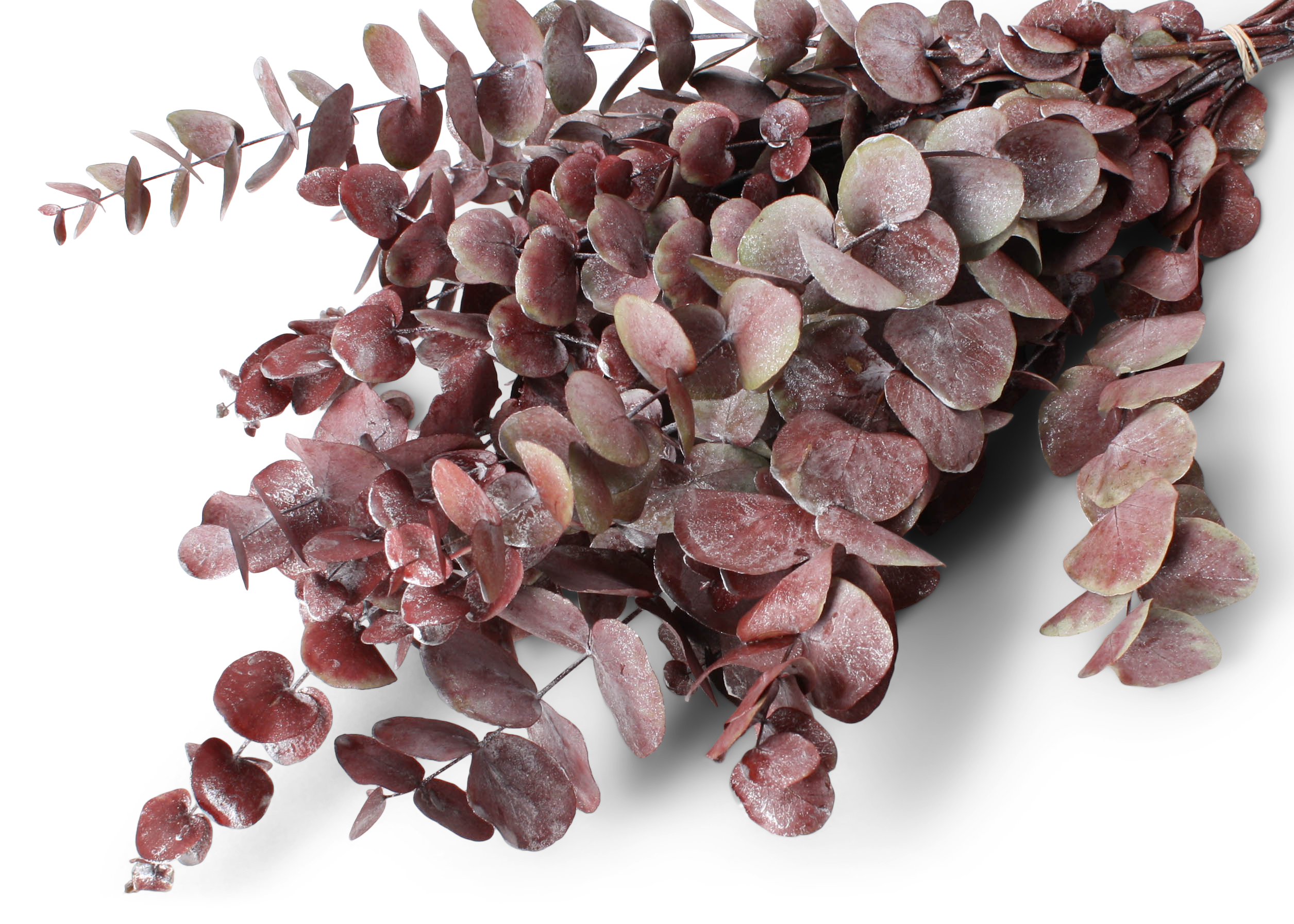 Eucalyptus Spiral Red Silver washed 30cm