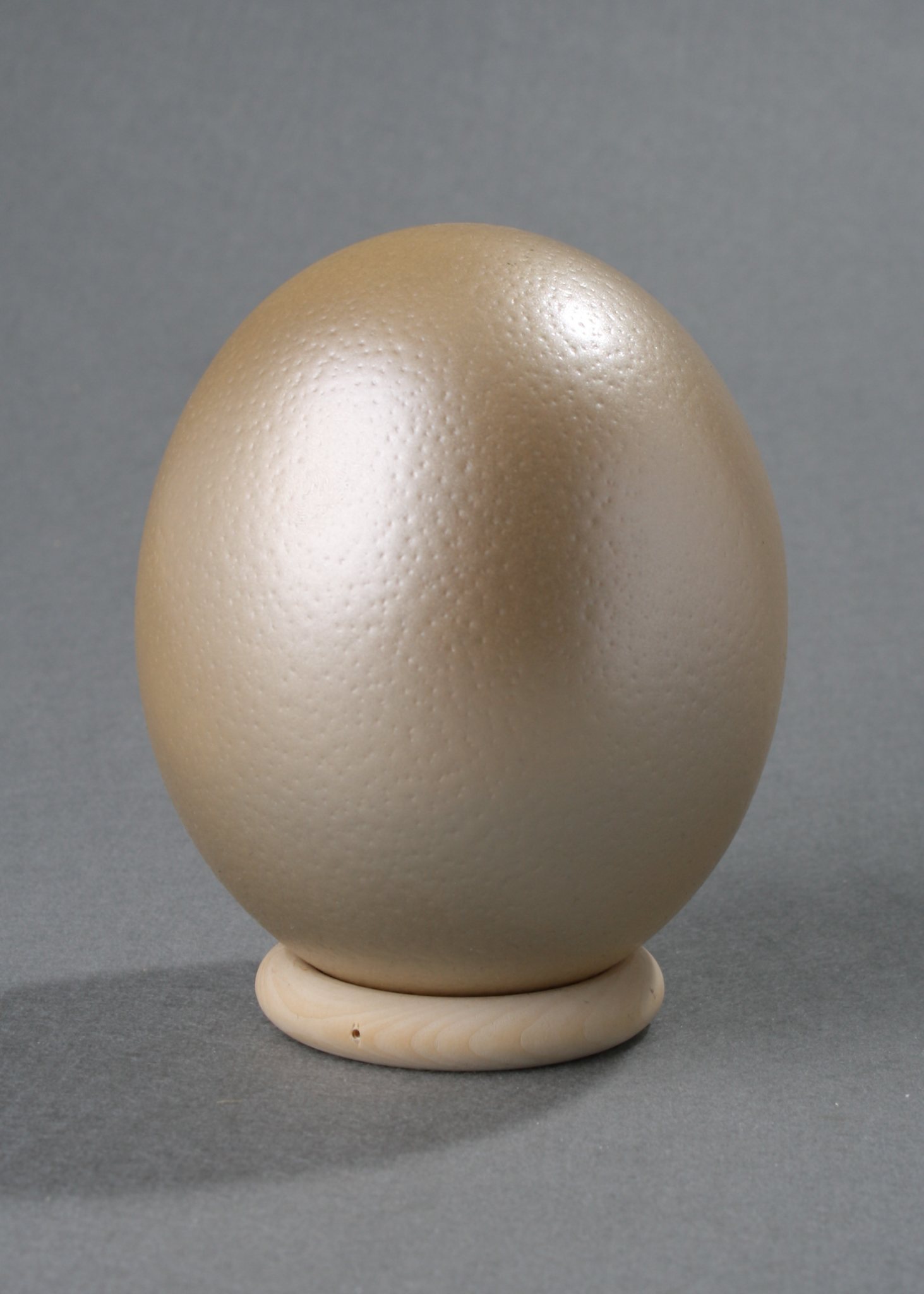 Ostrich Egg mit Holzständer champagne