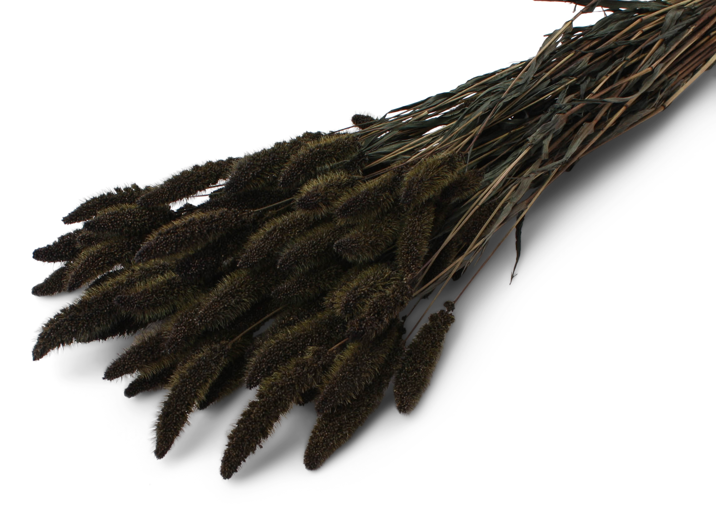 Setaria Black 50-60cm 100g