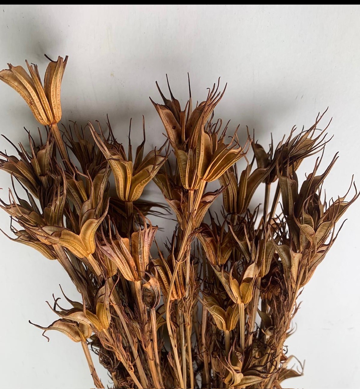 Nigella Terracotta 35-50cm 100g