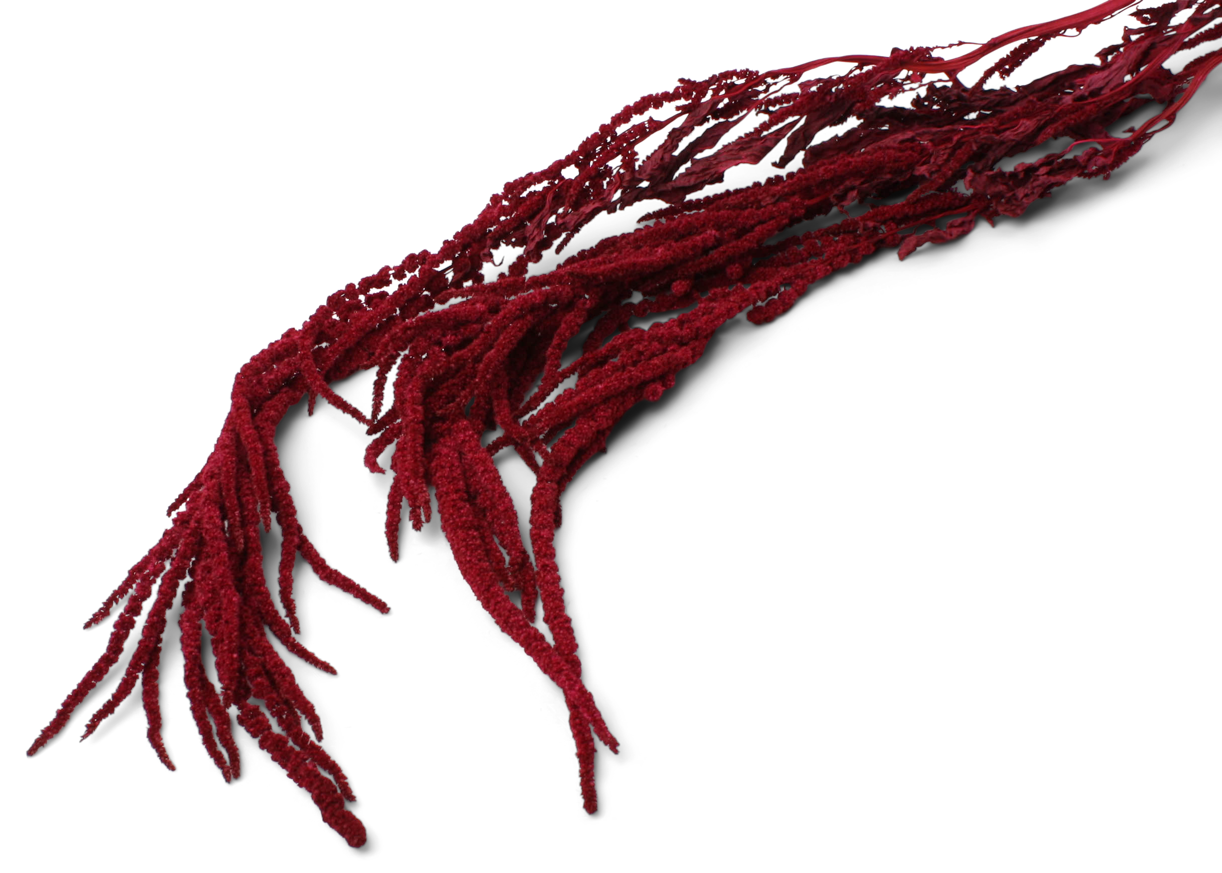 Amaranthus Caudatus Azalea 80-100cm 75g