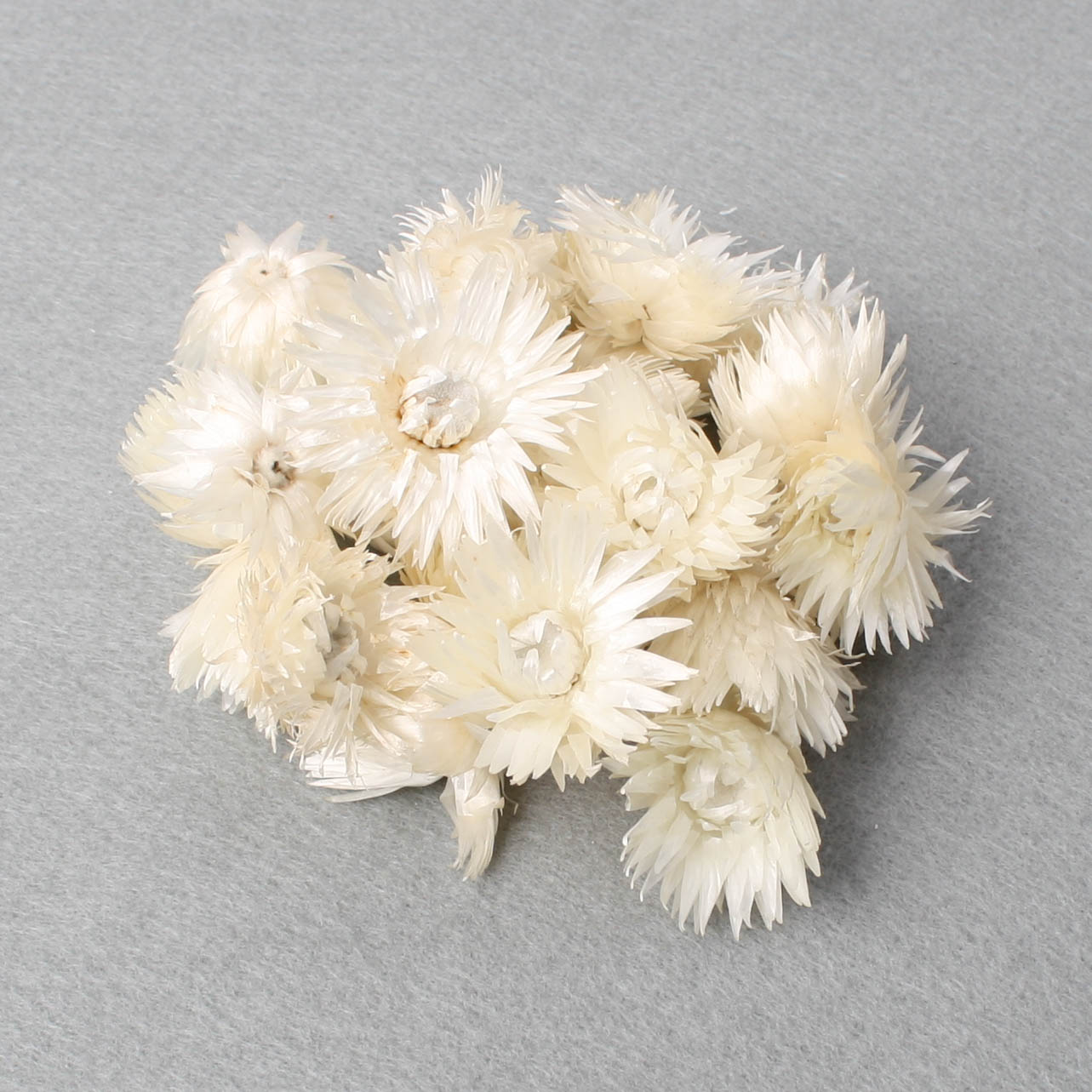 Capblume medium loose 100 Gramm /poly