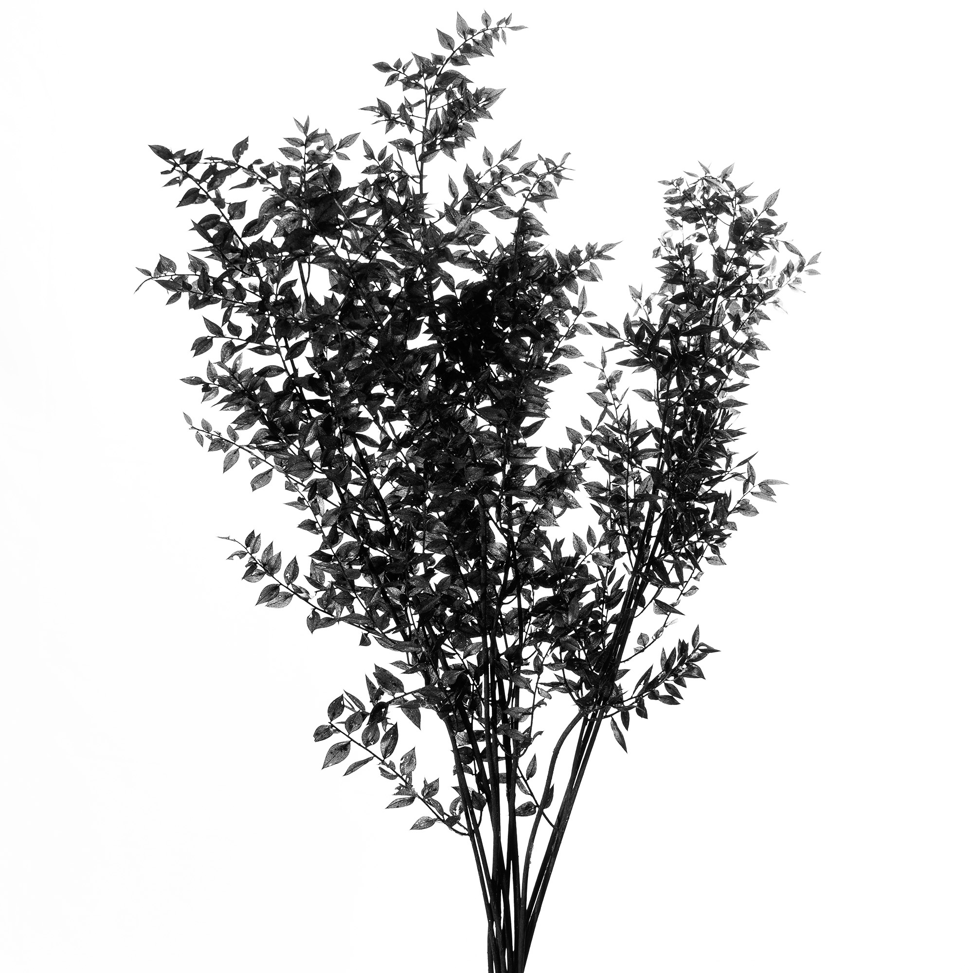Ruscus 400 Gramm schwarz