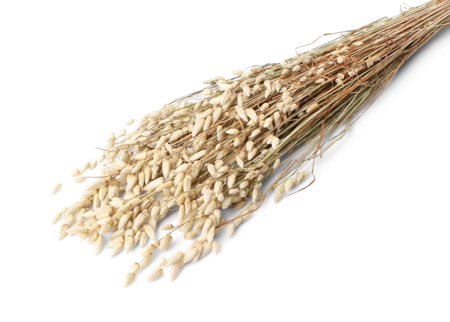Briza 50-60cm 100g