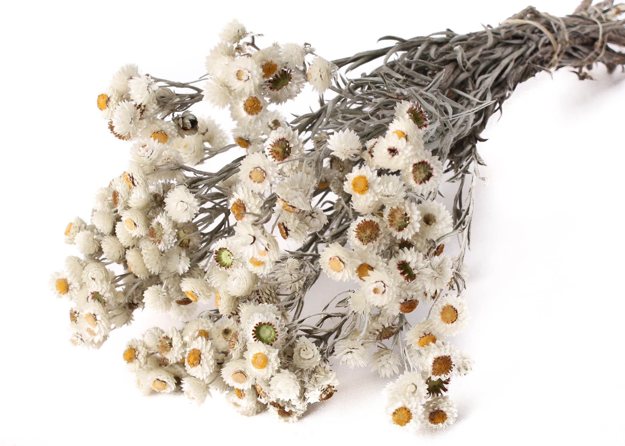 Everlasting Sneezies White 40-50cm 50g