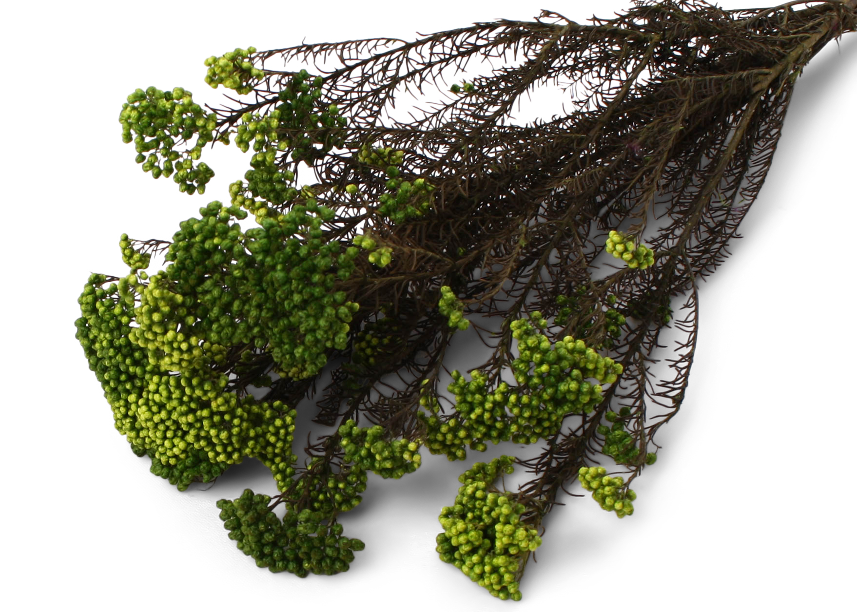 Rice Flower Basil 45-60cm 125g