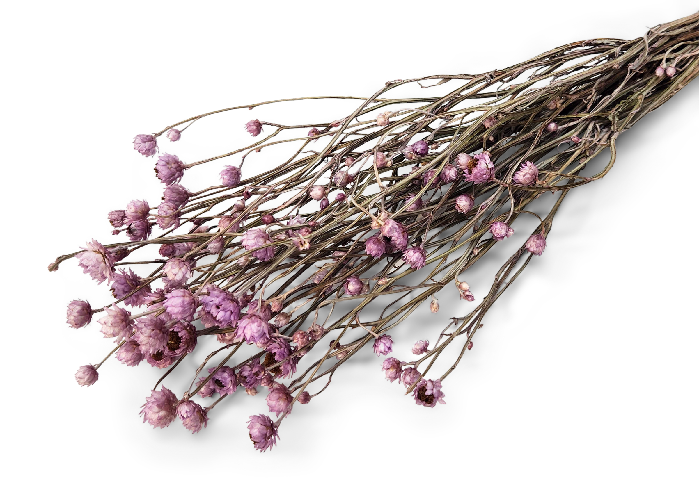 Ammobium Alatum  pastel brombeer40-50 cm 50 Gr