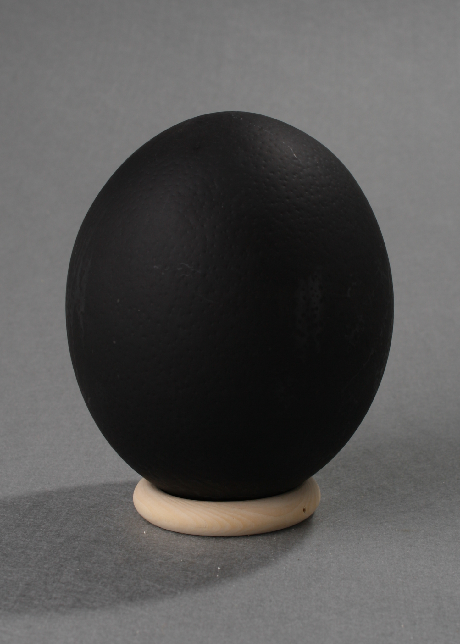 Ostrich Egg mit Holzständer black