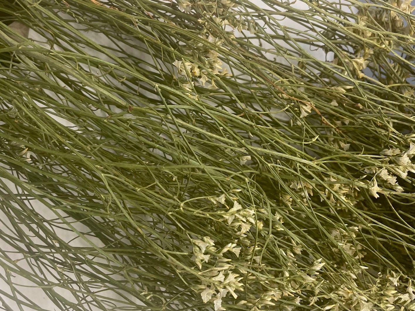 Limonium pastel angelgreen 40-50 cm 50 G