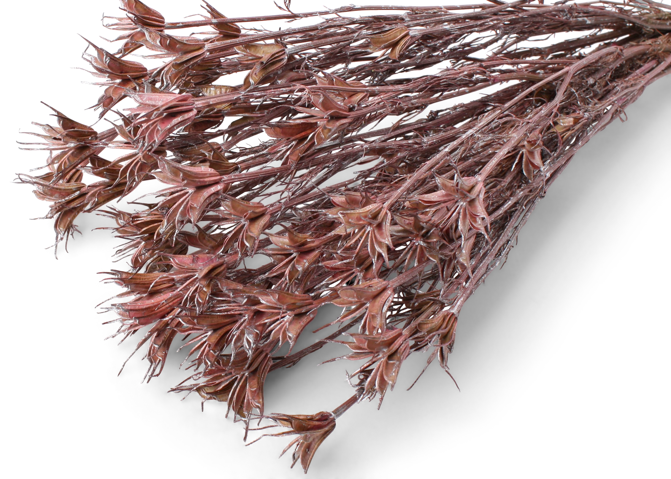 Nigella Erika 35-50cm 100g