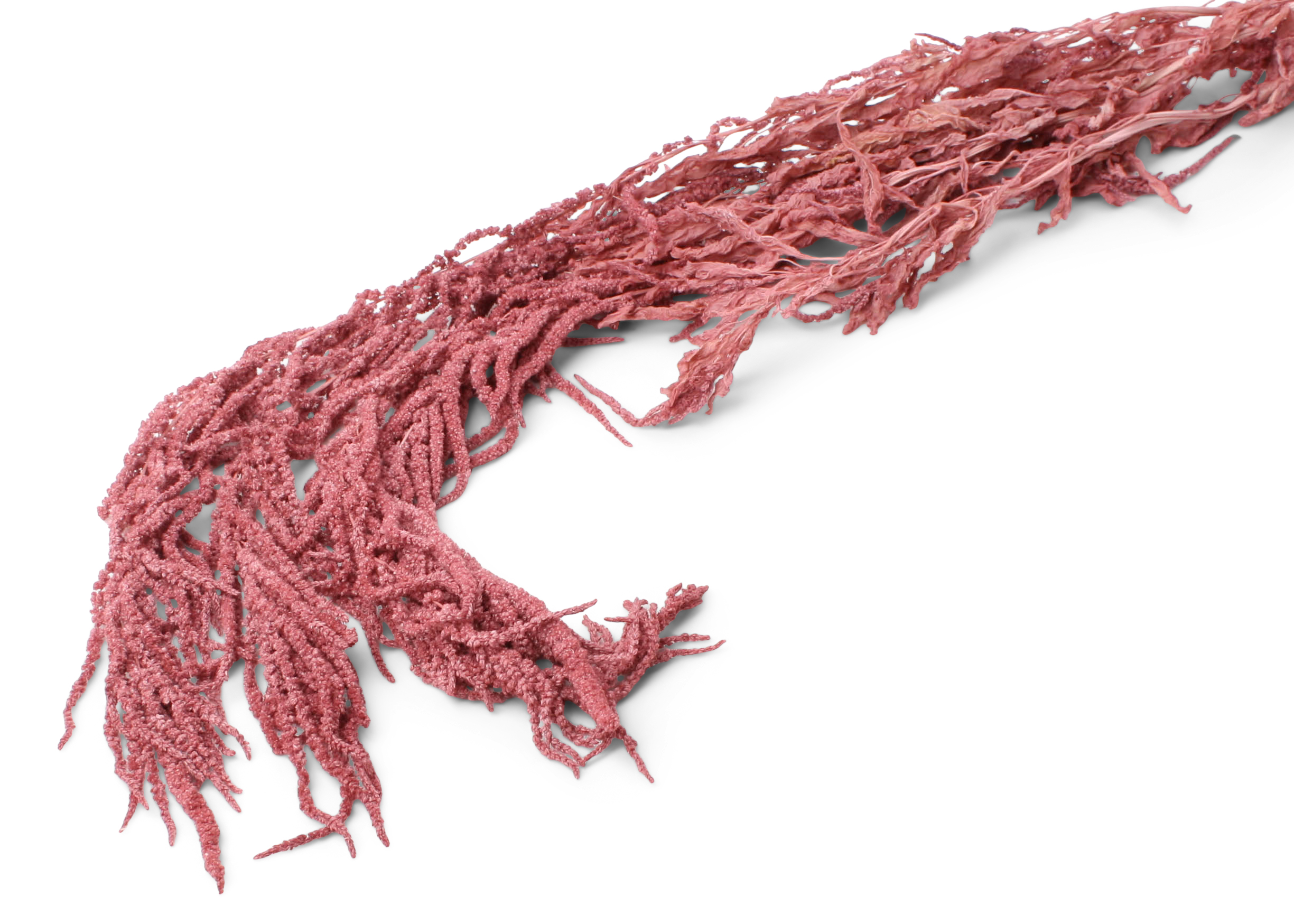 Amaranthus Caudatus p.erika 80-100cm 75g