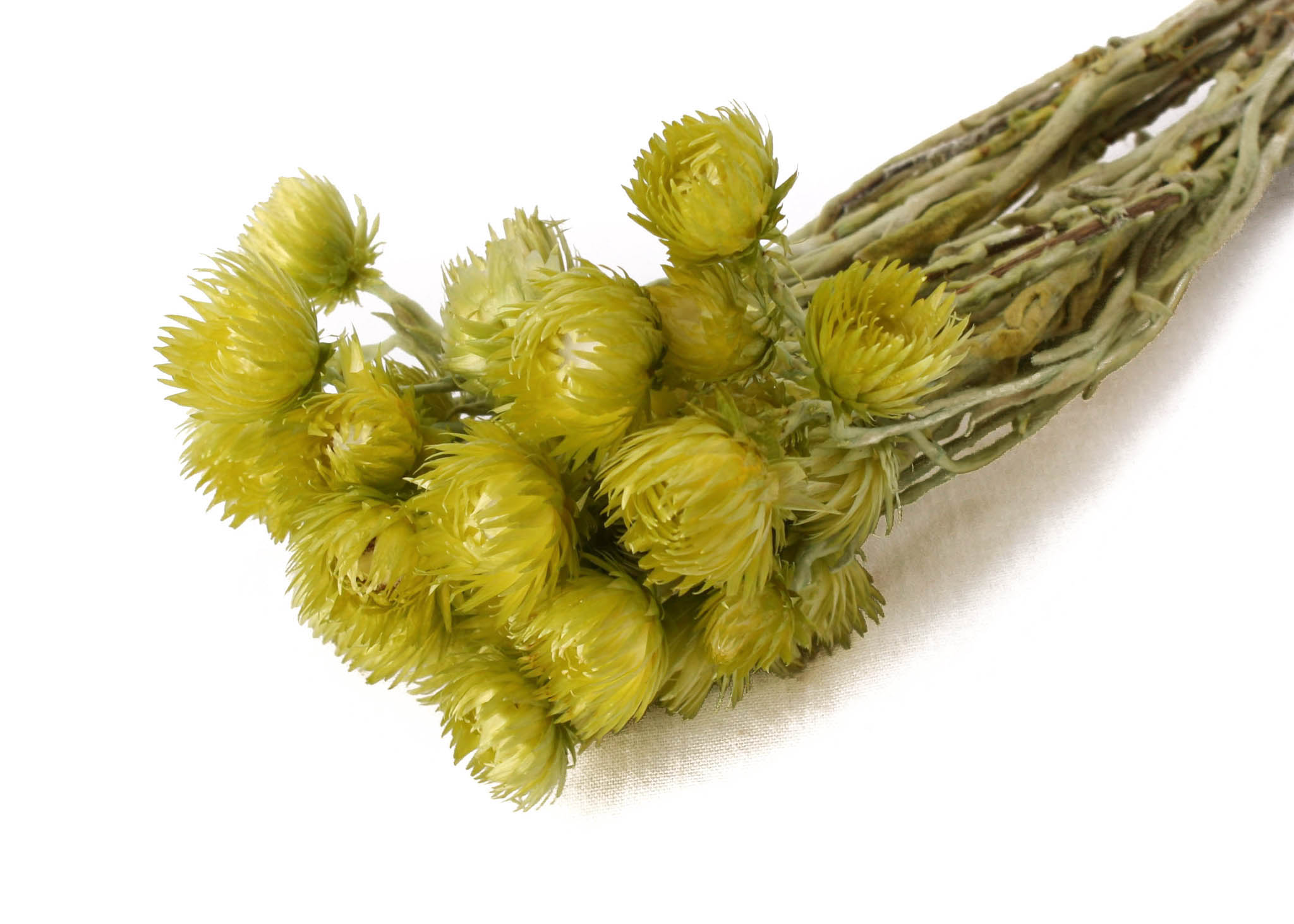 Capblumen Medium Angel Green 30-40cm (±50g)