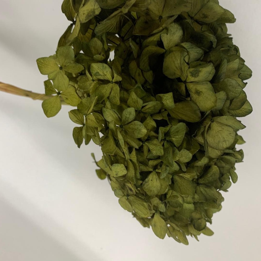 Hydrangea Dark Green (15cm Hd) 20-25cm Stem