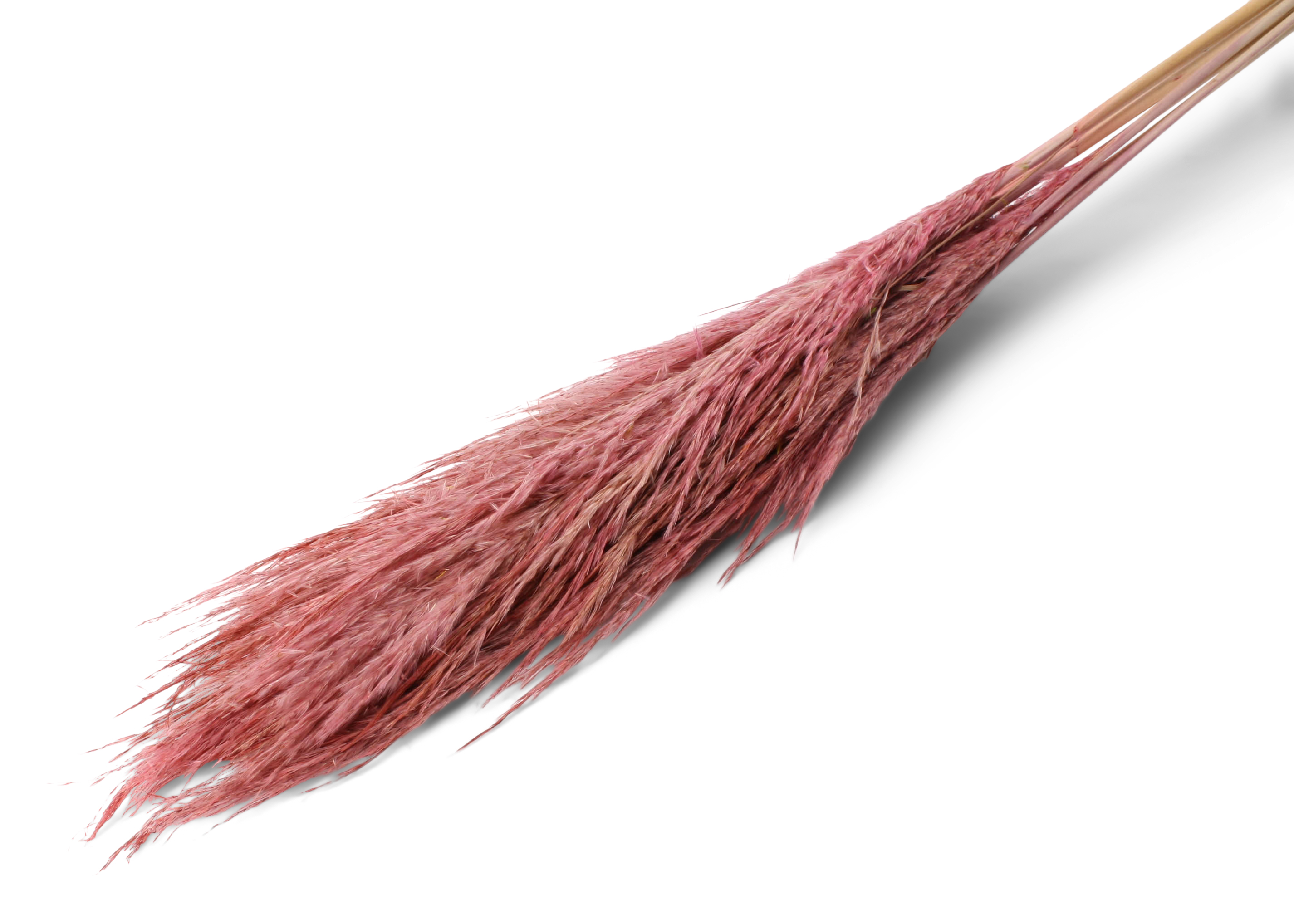 Pampas Thin 40-70 cm  altrosa 8 Stk, 120cm