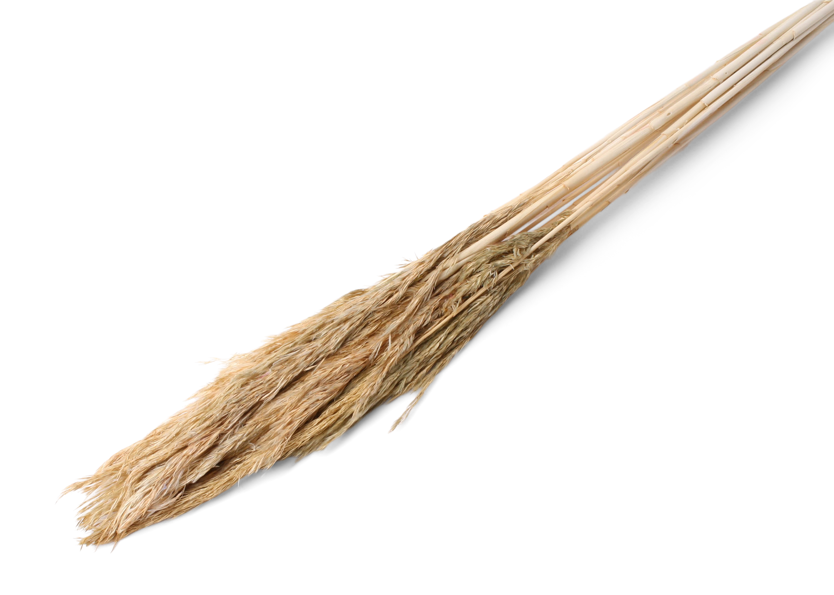 Plume Reed 20-35cm HD pastel gold 100cm 100g